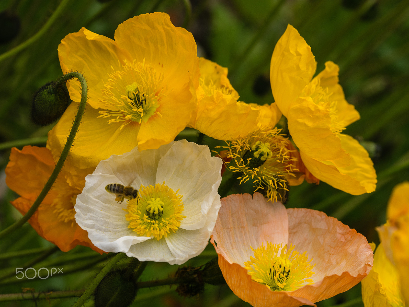 Panasonic DMC-GM1S + Olympus M.Zuiko Digital ED 60mm F2.8 Macro sample photo. Floriade 2016 -19 photography