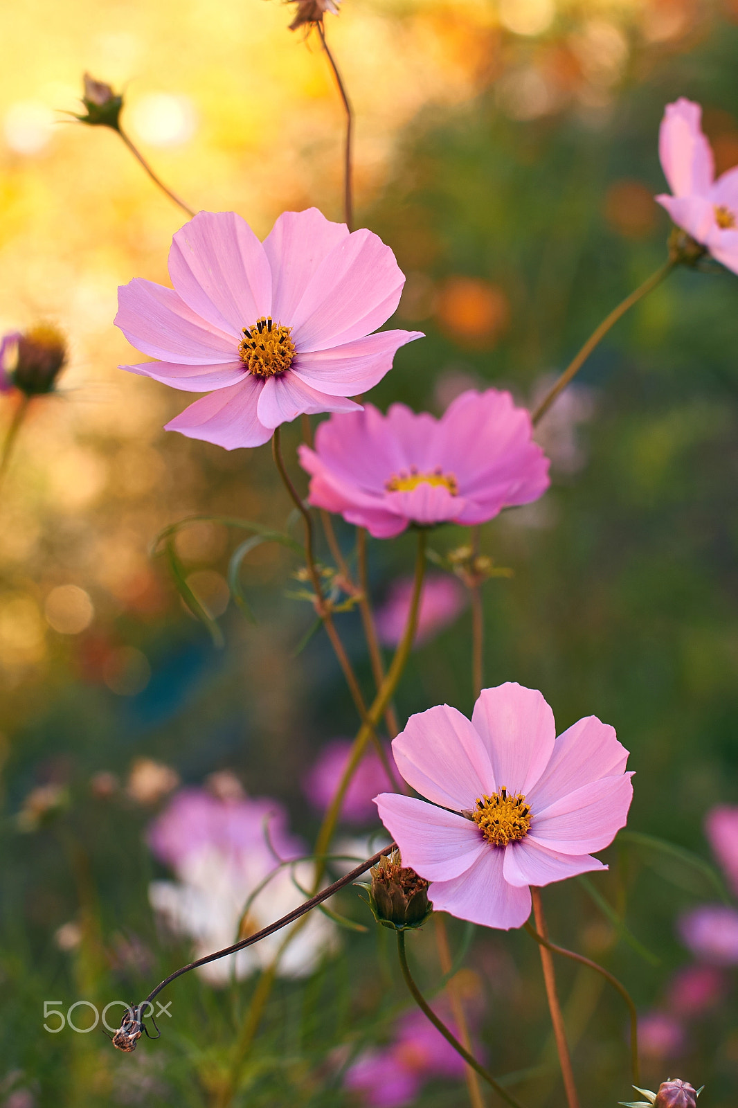 Sony SLT-A57 + Minolta AF 50mm F1.4 [New] sample photo. Evening cosmos flowers photography