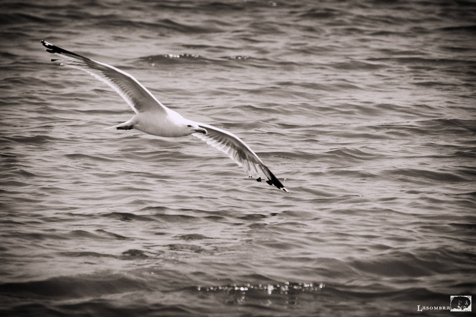 Nikon AF-S Nikkor 300mm F2.8G ED VR II sample photo. Seagull photography