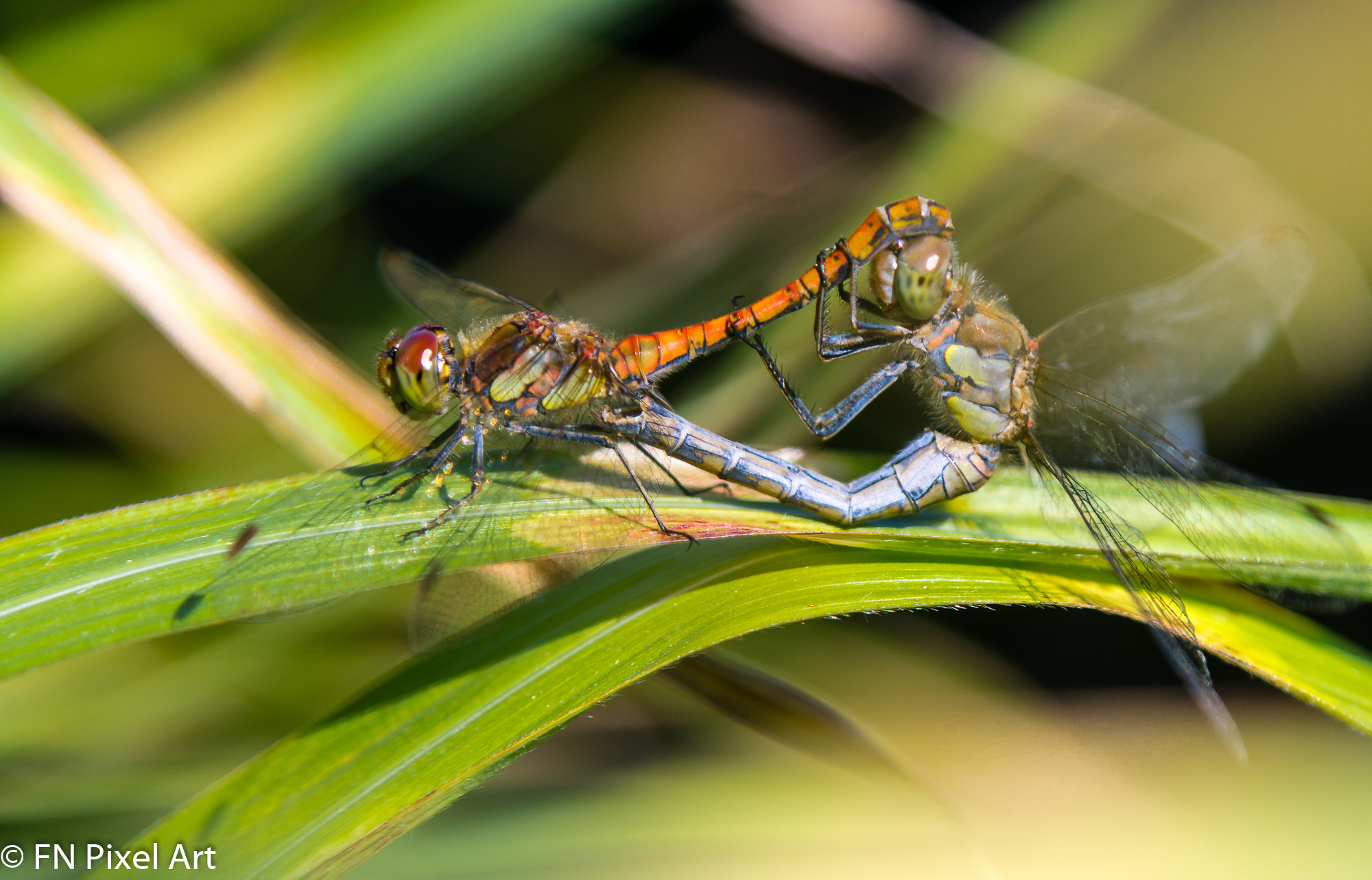 Tamron 18-270mm F3.5-6.3 Di II PZD sample photo. Caught in the act photography