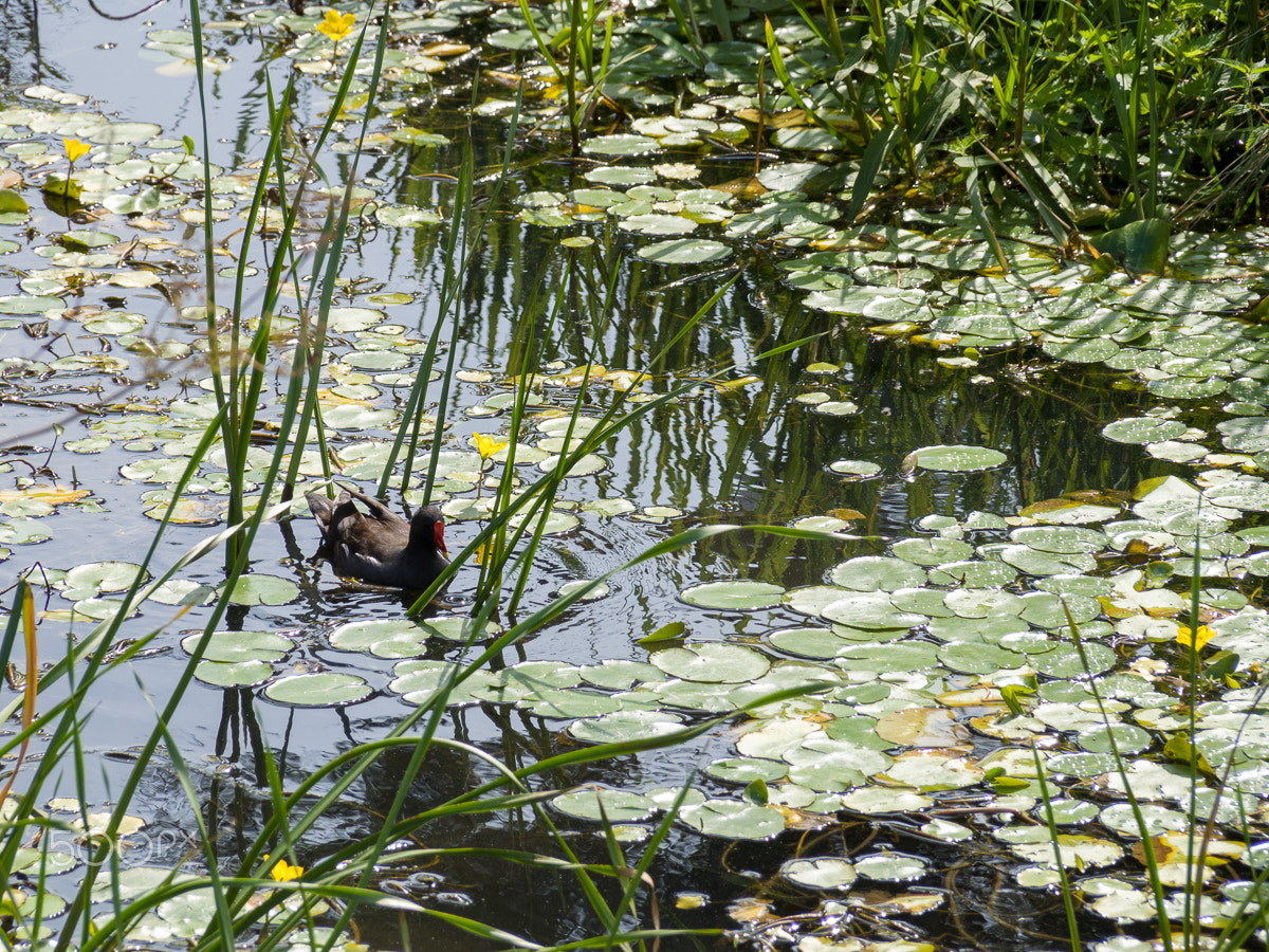 Panasonic Leica D Vario-Elmar 14-150mm F3.5-5.6 Asph Mega OIS sample photo. Duck in the lake photography