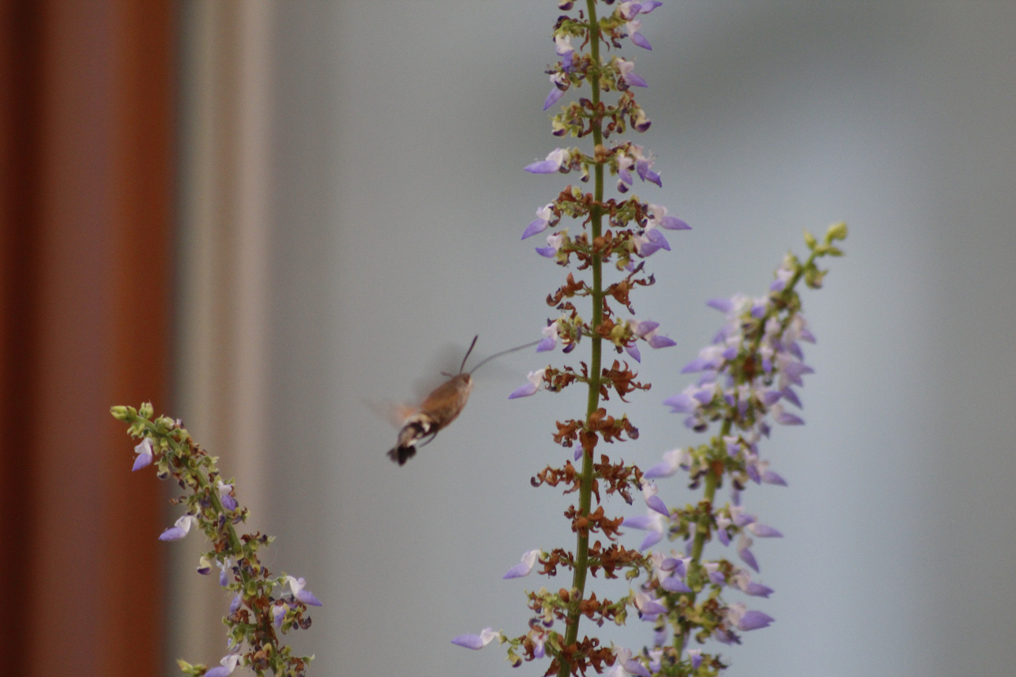 Sigma 70-300mm F4-5.6 APO DG Macro sample photo. Mg photography
