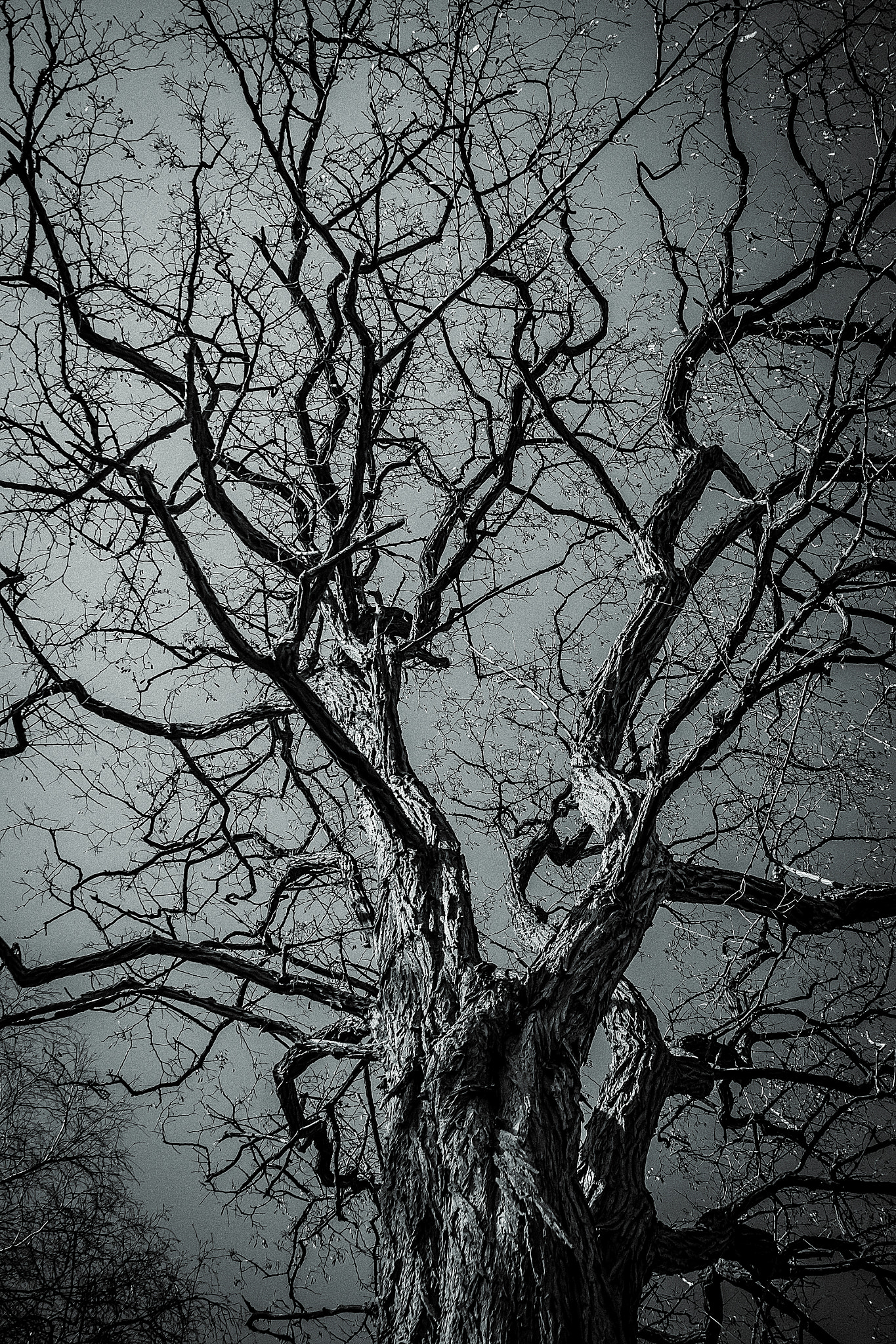 Canon EOS 50D sample photo. The dark branches photography