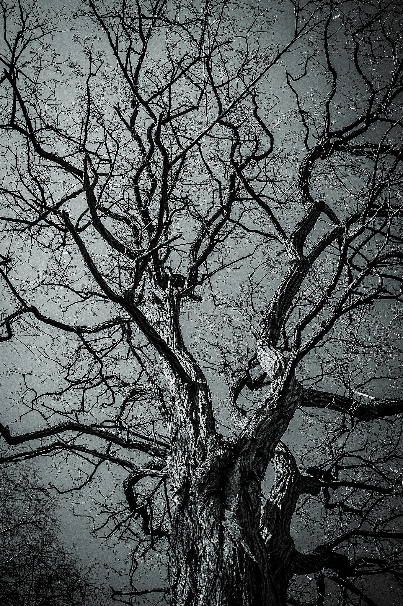 Canon EOS 50D sample photo. The dark branches photography