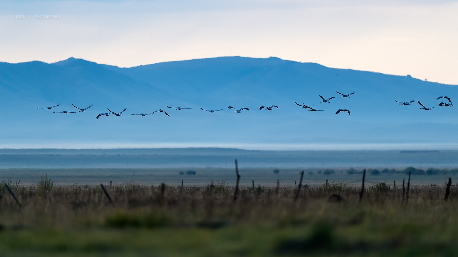 Nikon D5 + Nikon AF-S Nikkor 600mm F4G ED VR sample photo. 贡格尔草原迁徙的鸟 photography
