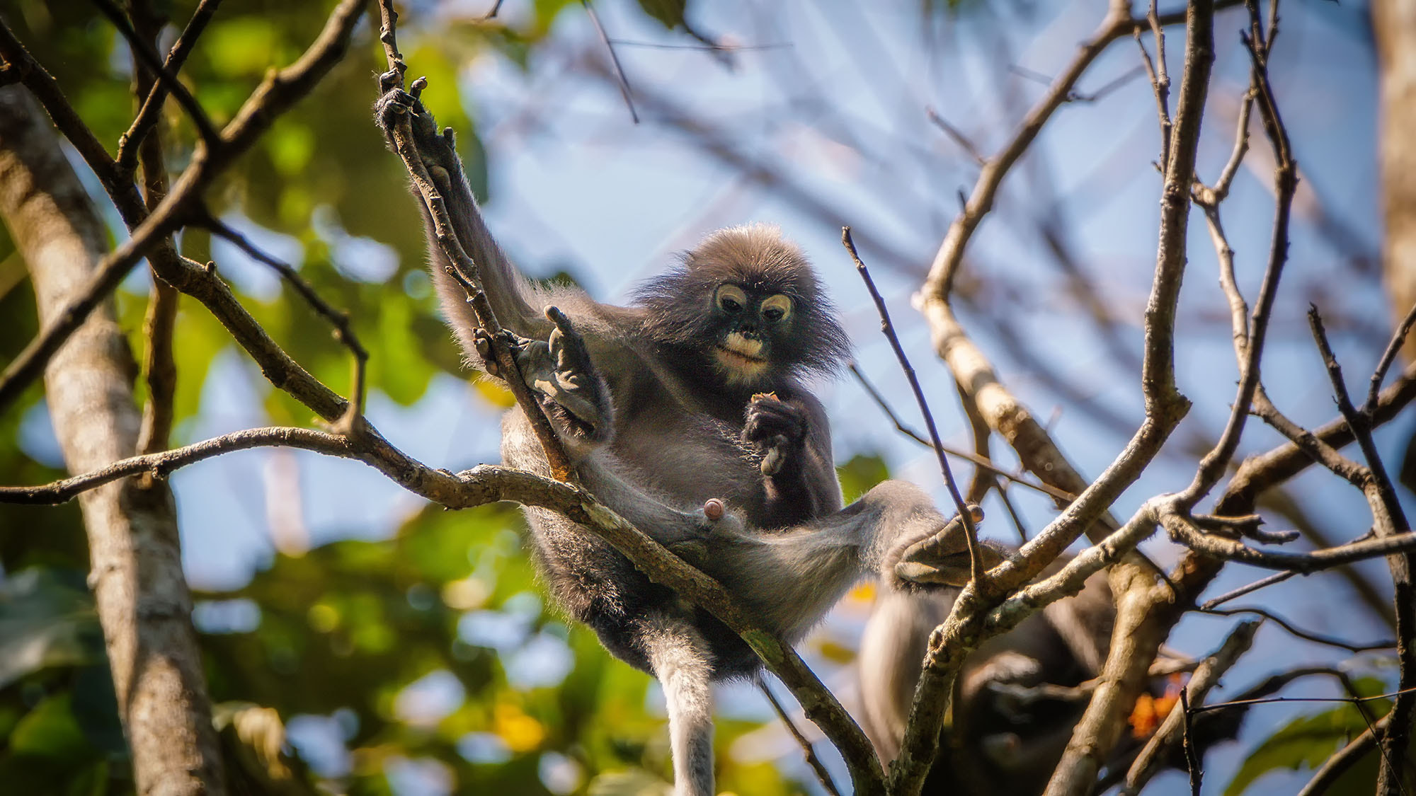 Sony ILCA-77M2 + Sony 70-400mm F4-5.6 G SSM II sample photo. Spectacled langur (dusky leaf monkey) photography