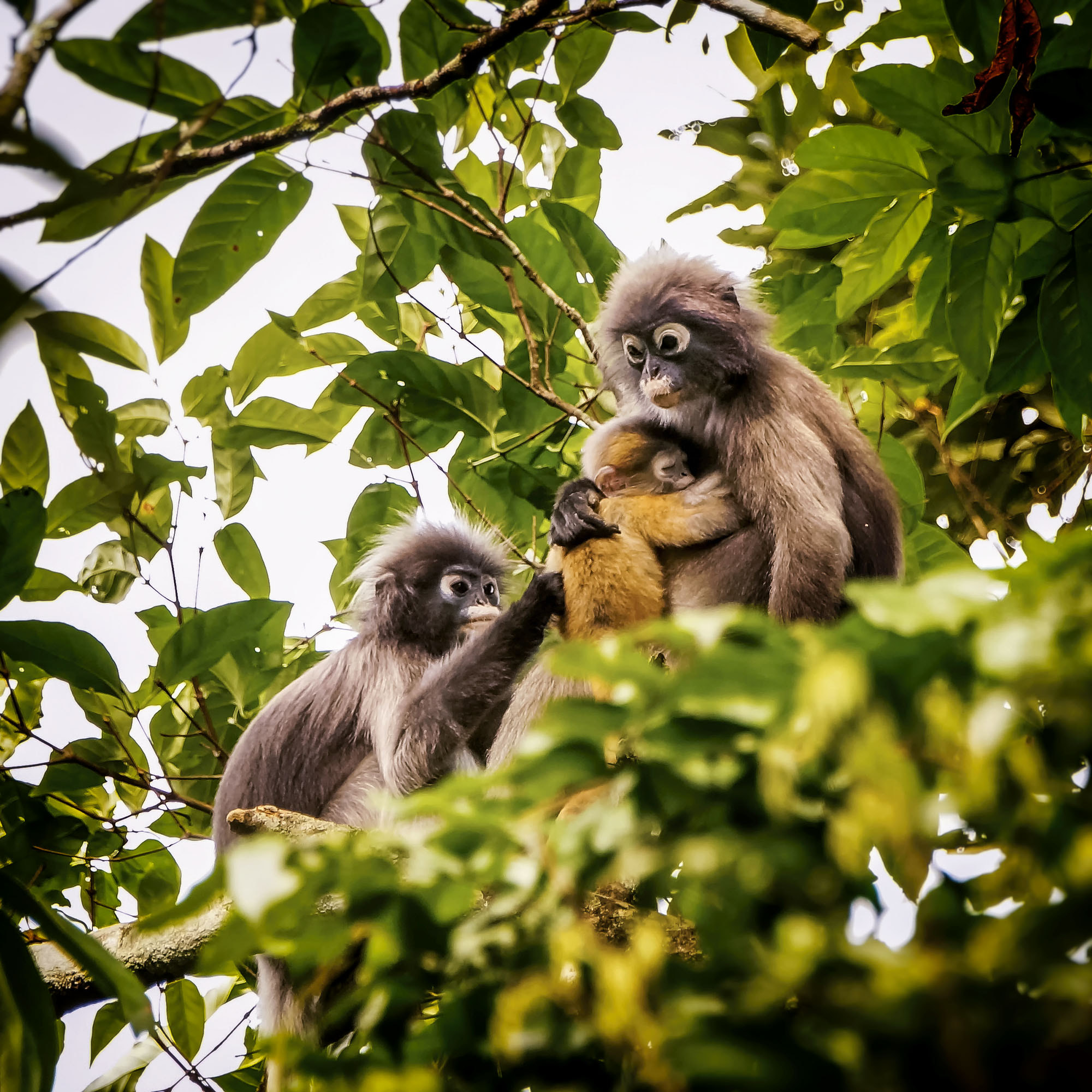 Sony SLT-A57 sample photo. Spectacled langur (dusky leaf monkey) photography