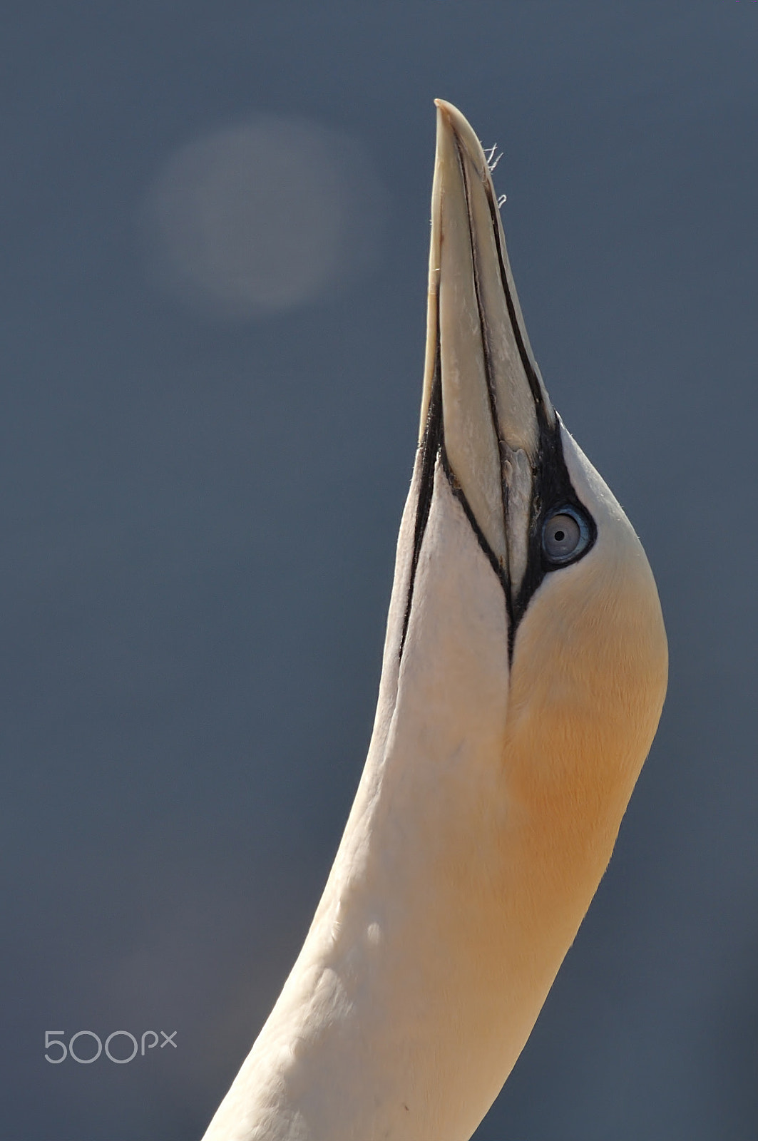 Sigma 150-500mm F5-6.3 DG OS HSM sample photo. Northern gannet photography