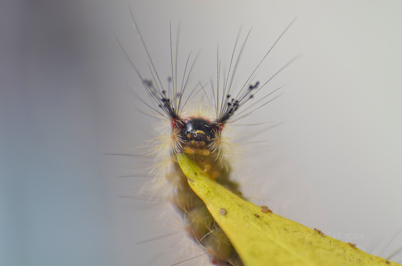 Manual Lens No CPU sample photo. Orgyia antiqua photography
