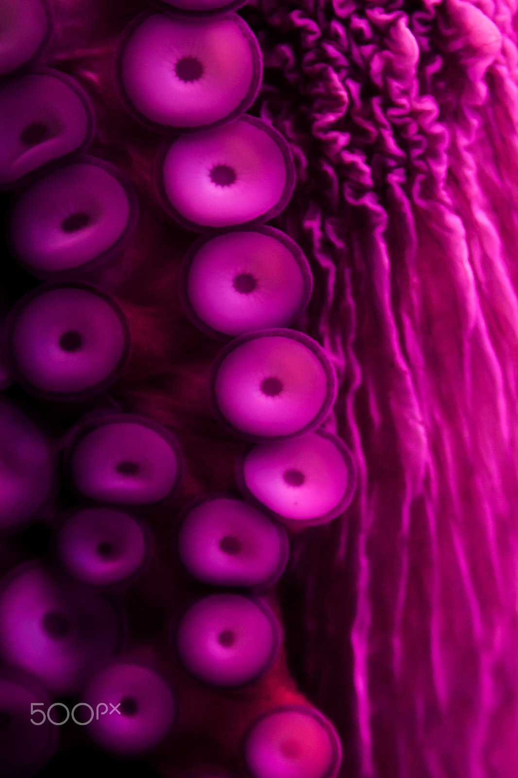 Tamron AF 28-75mm F2.8 XR Di LD Aspherical (IF) sample photo. Tentacle octopus in water photography