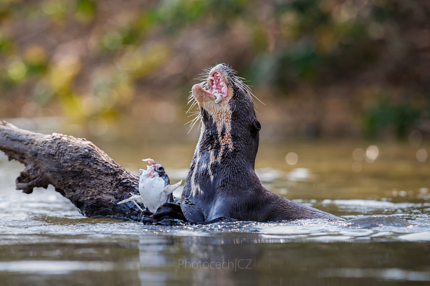 Canon EF 300mm F2.8L IS II USM sample photo. Giant river otter photography