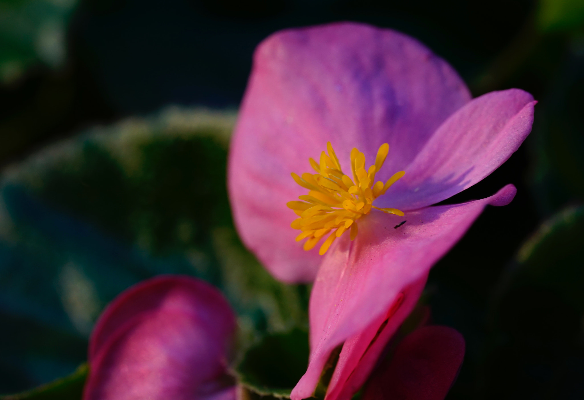 Sony a7 II + Sony FE 90mm F2.8 Macro G OSS sample photo. 花正盛 photography