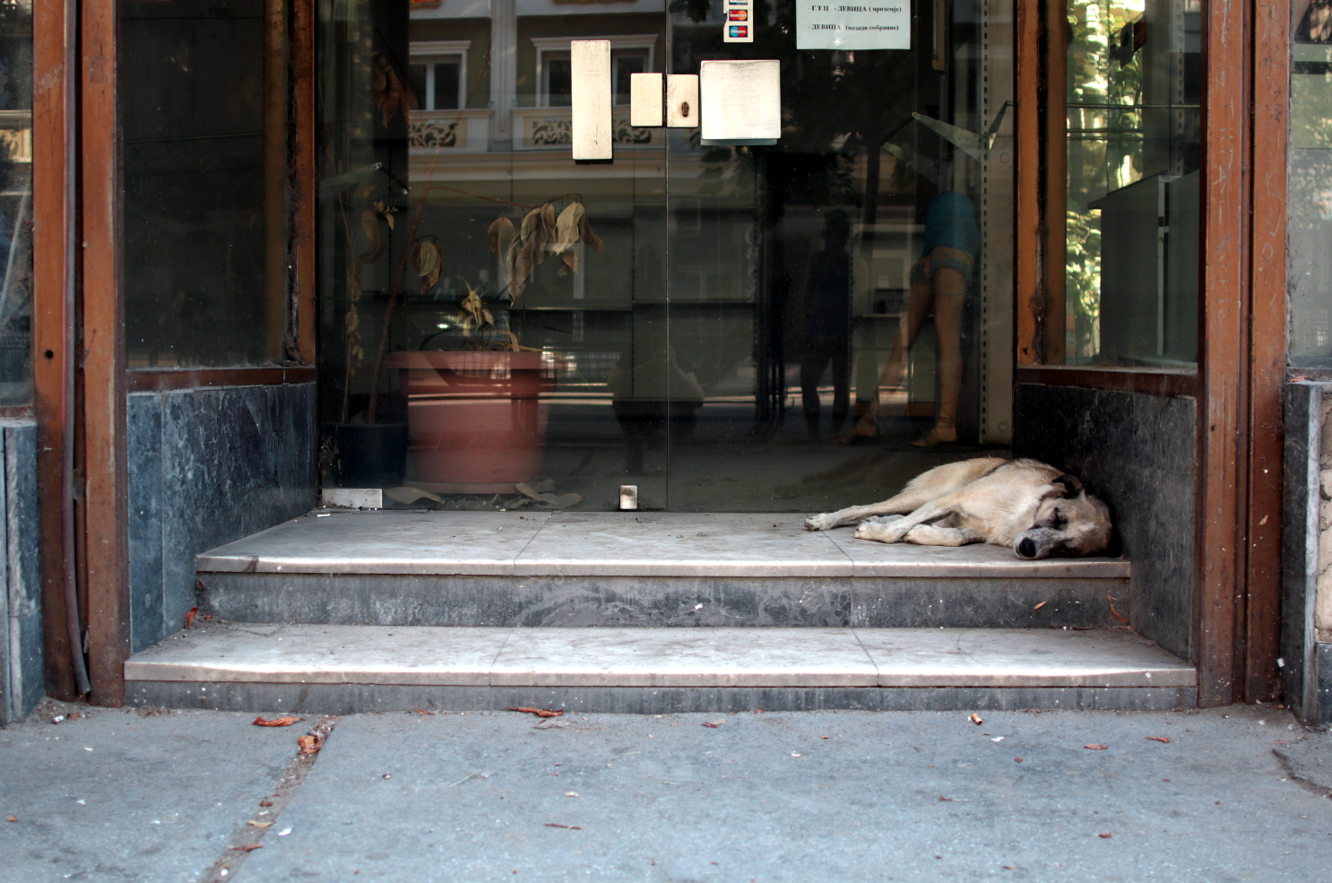 Canon EOS 70D + Canon EF 24mm F2.8 sample photo. Stray dog. photography