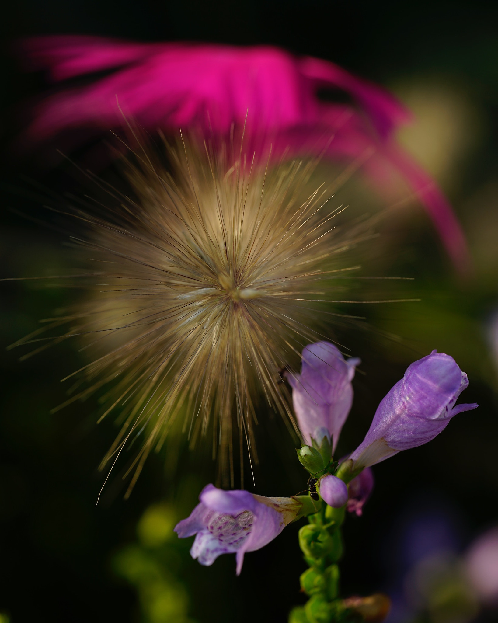Sony a7 II + Sony FE 90mm F2.8 Macro G OSS sample photo. 狼尾草？ photography