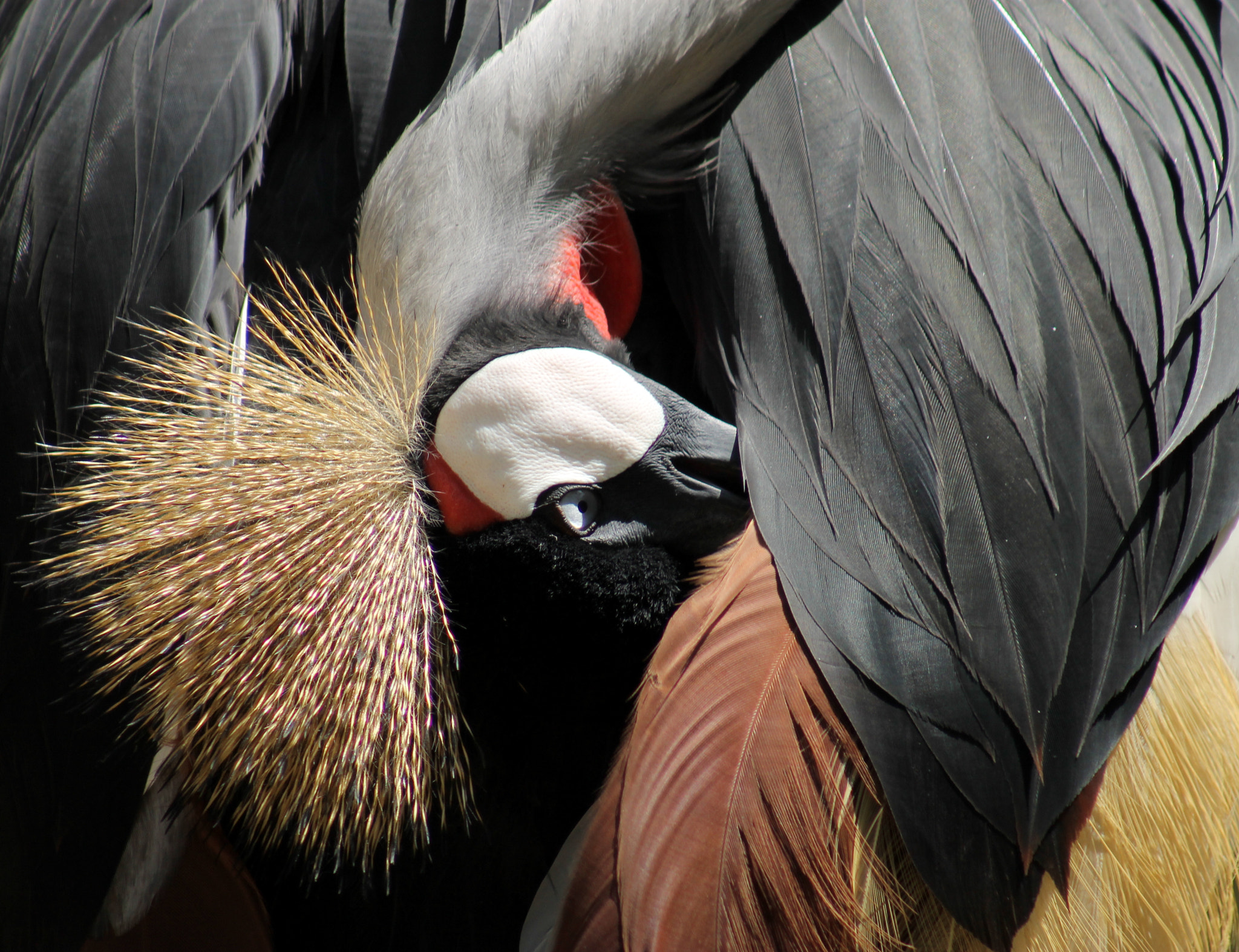 Canon EF 75-300mm f/4-5.6 USM sample photo. Crowned crane photography