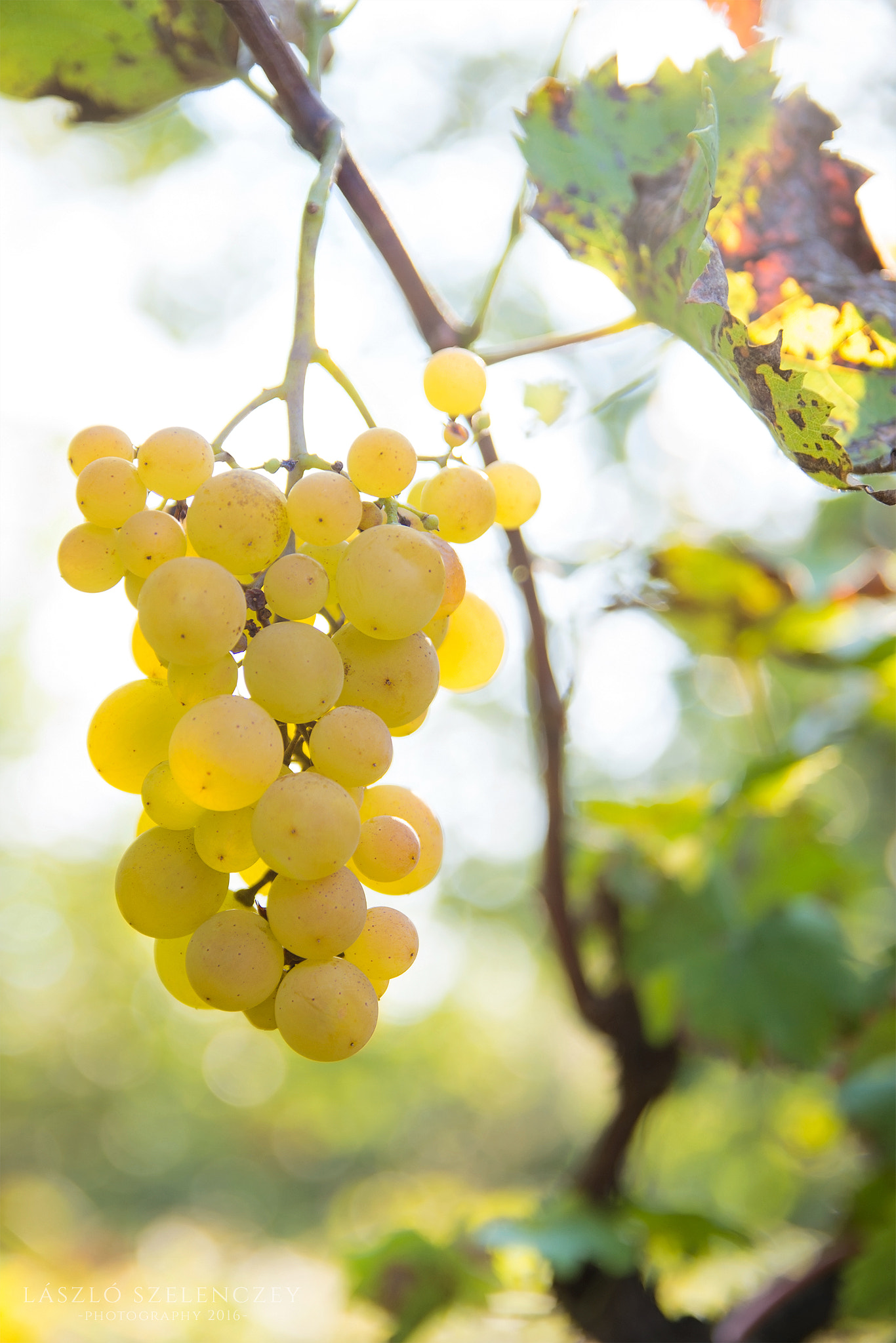 Sigma 17-50mm F2.8 EX DC HSM sample photo. Grapes in sunshine photography