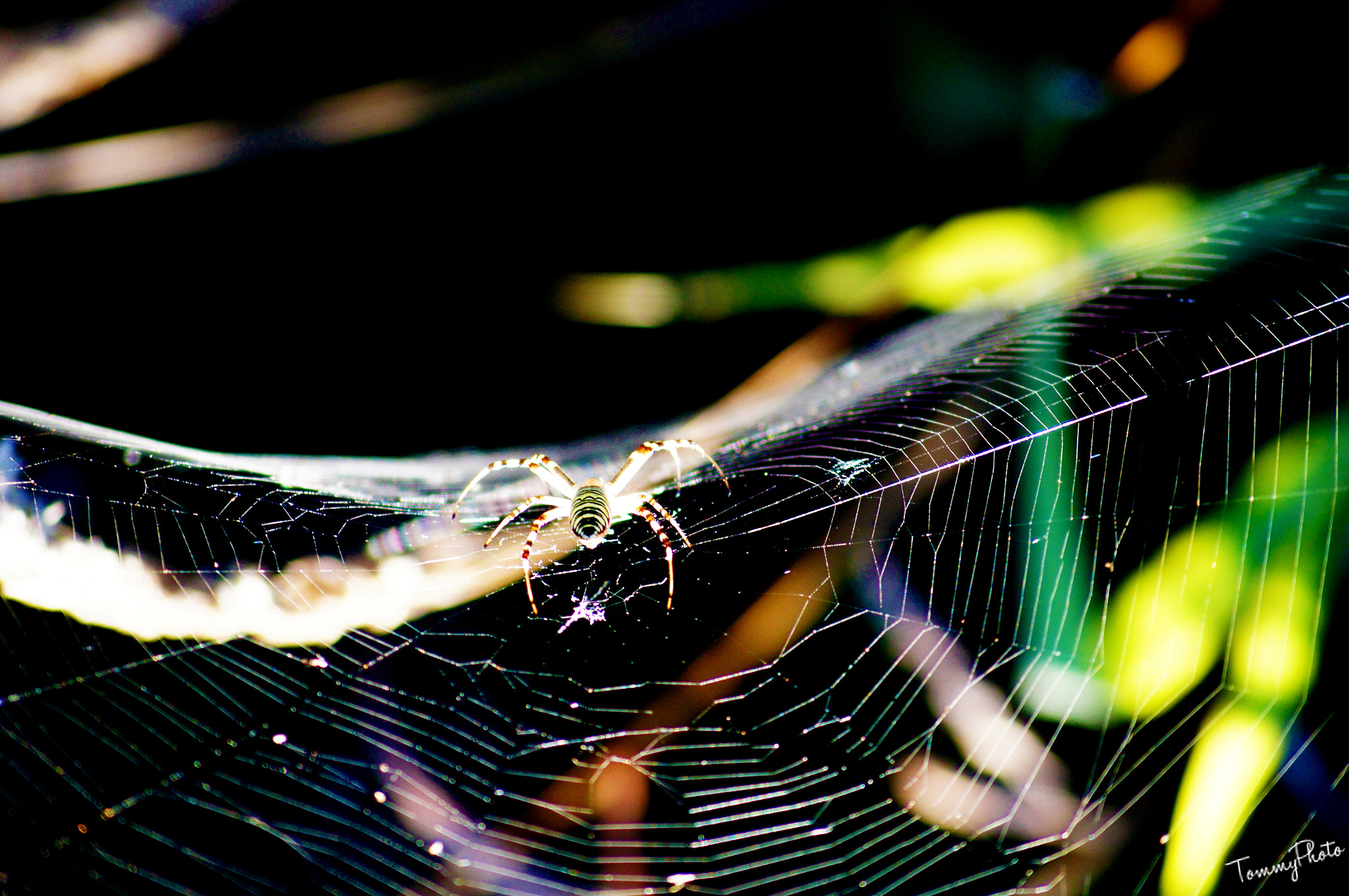 Sony DT 55-200mm F4-5.6 SAM sample photo. Spider! photography