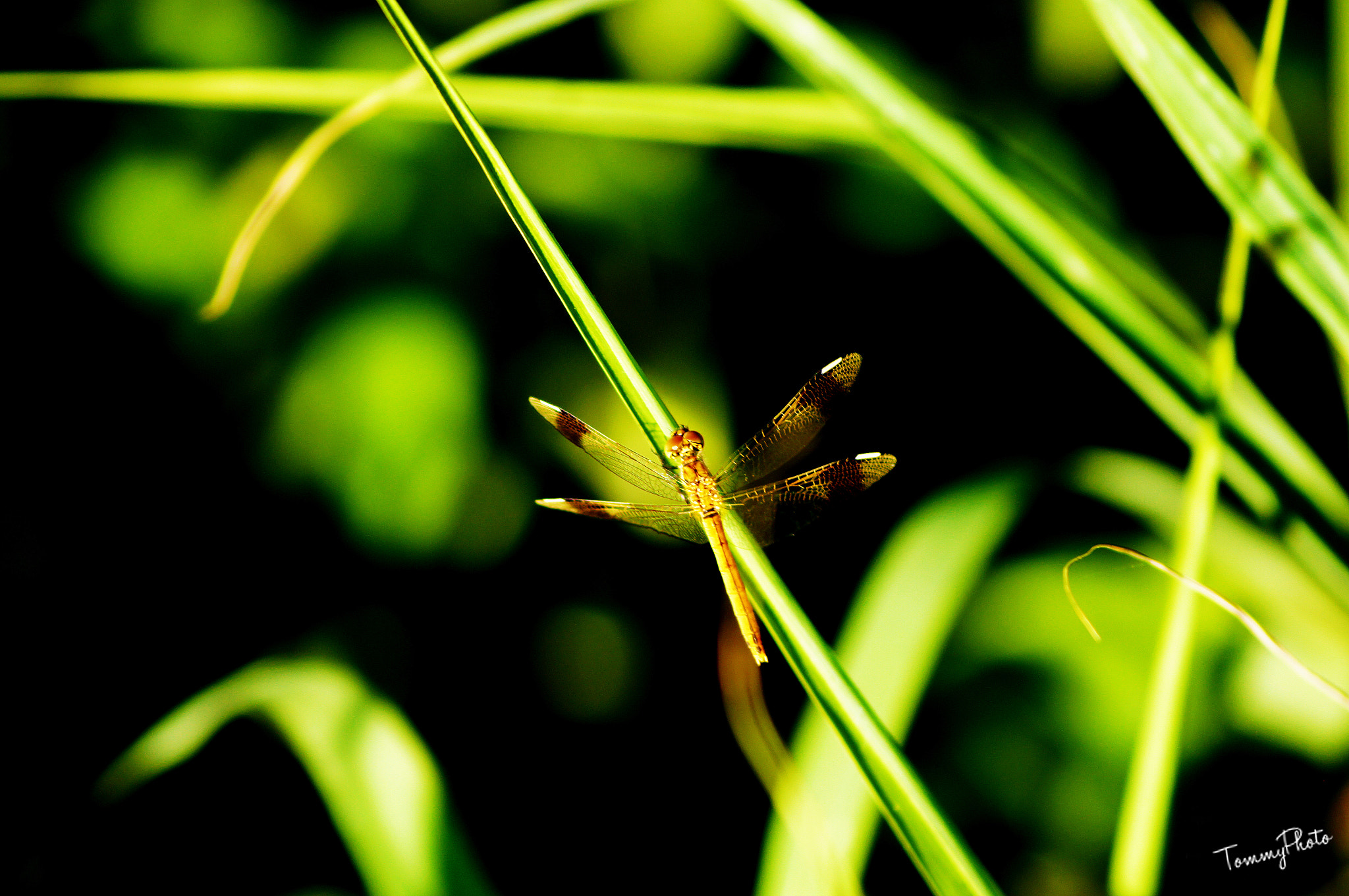 Sony SLT-A35 + Sony DT 55-200mm F4-5.6 SAM sample photo. Dragonfly! photography