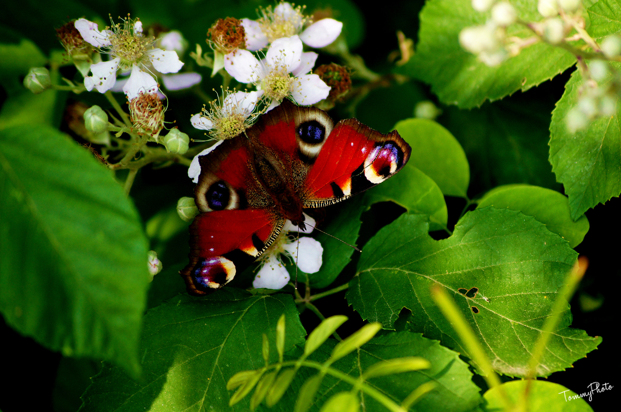 Sony SLT-A35 sample photo. Red butterfly photography