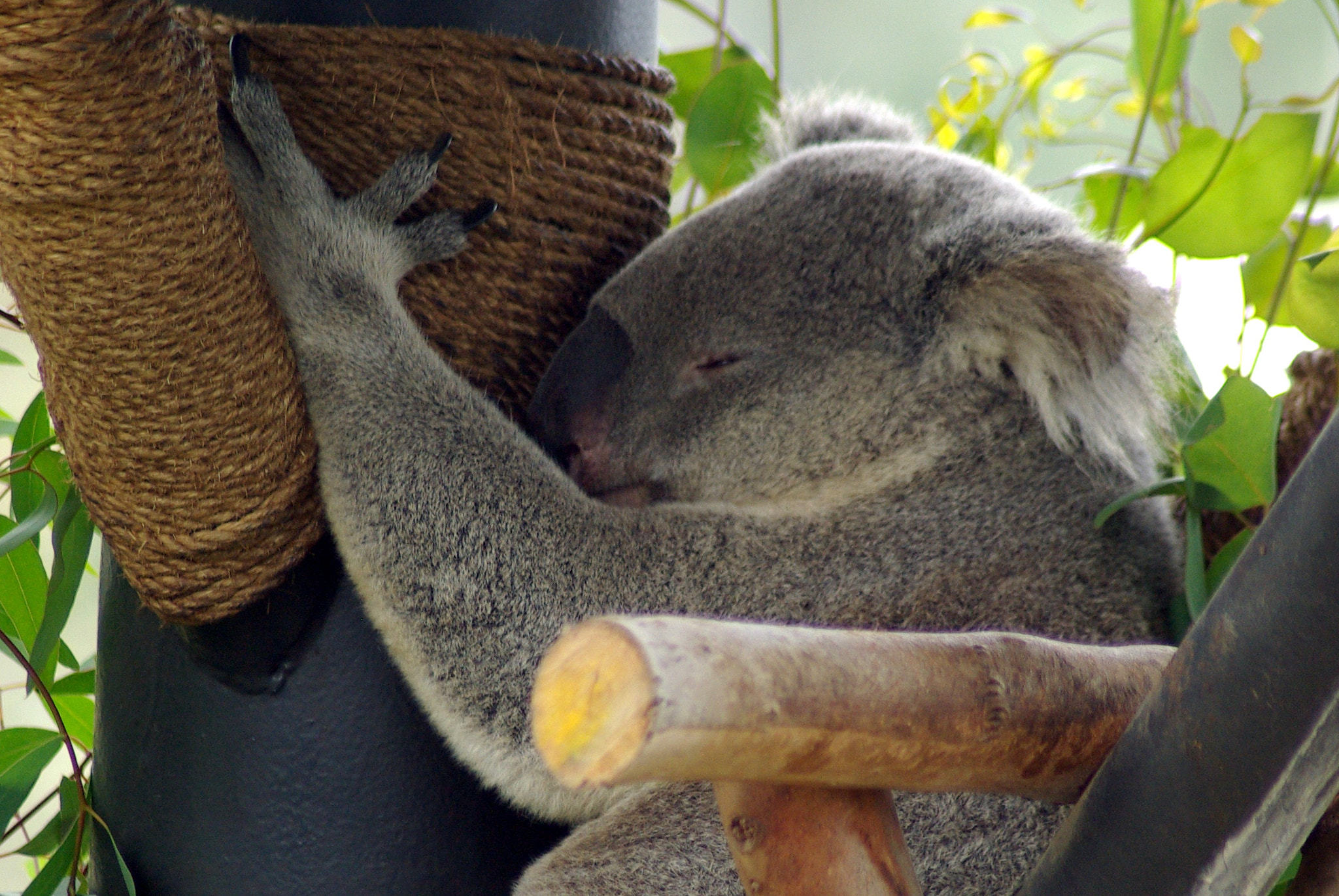 Pentax K10D sample photo. Sleeping koala photography