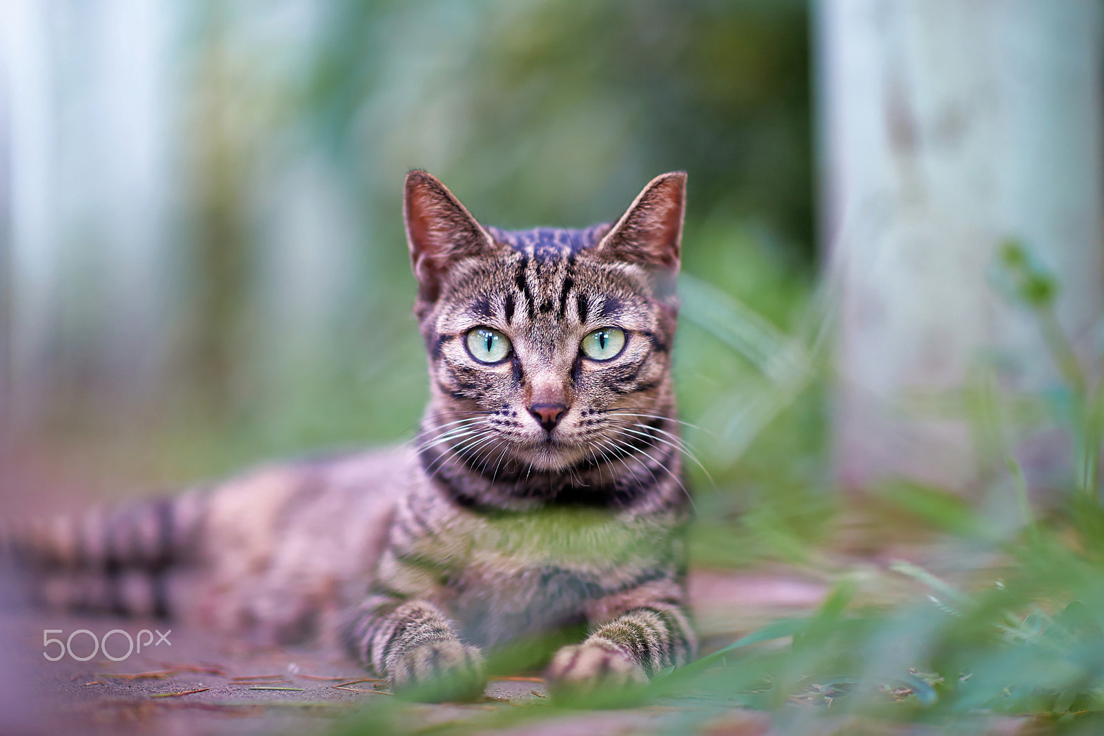 Sony Planar T* 85mm F1.4 ZA sample photo. Tabby beaver photography