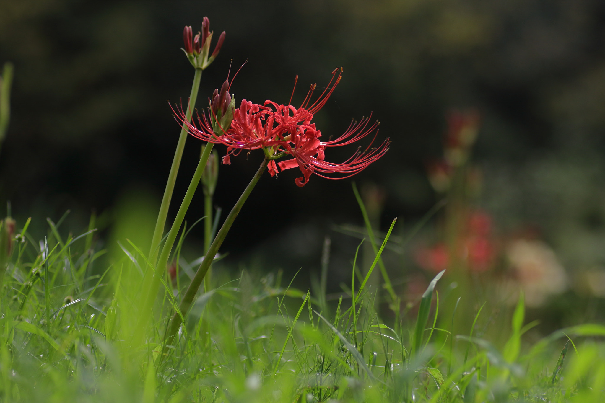 Canon EOS 7D Mark II + Tamron SP AF 90mm F2.8 Di Macro sample photo. ...赤と緑。 photography