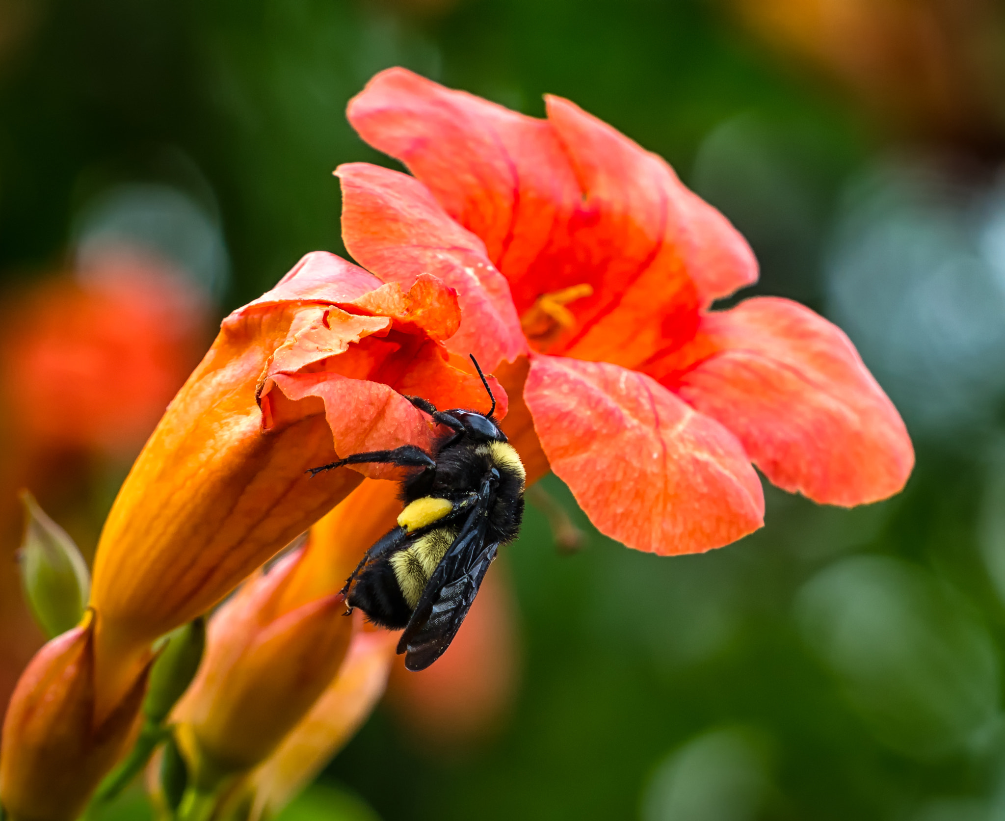 Sony a6300 + Sony FE 70-200mm F4 G OSS sample photo. Bee hanging out photography