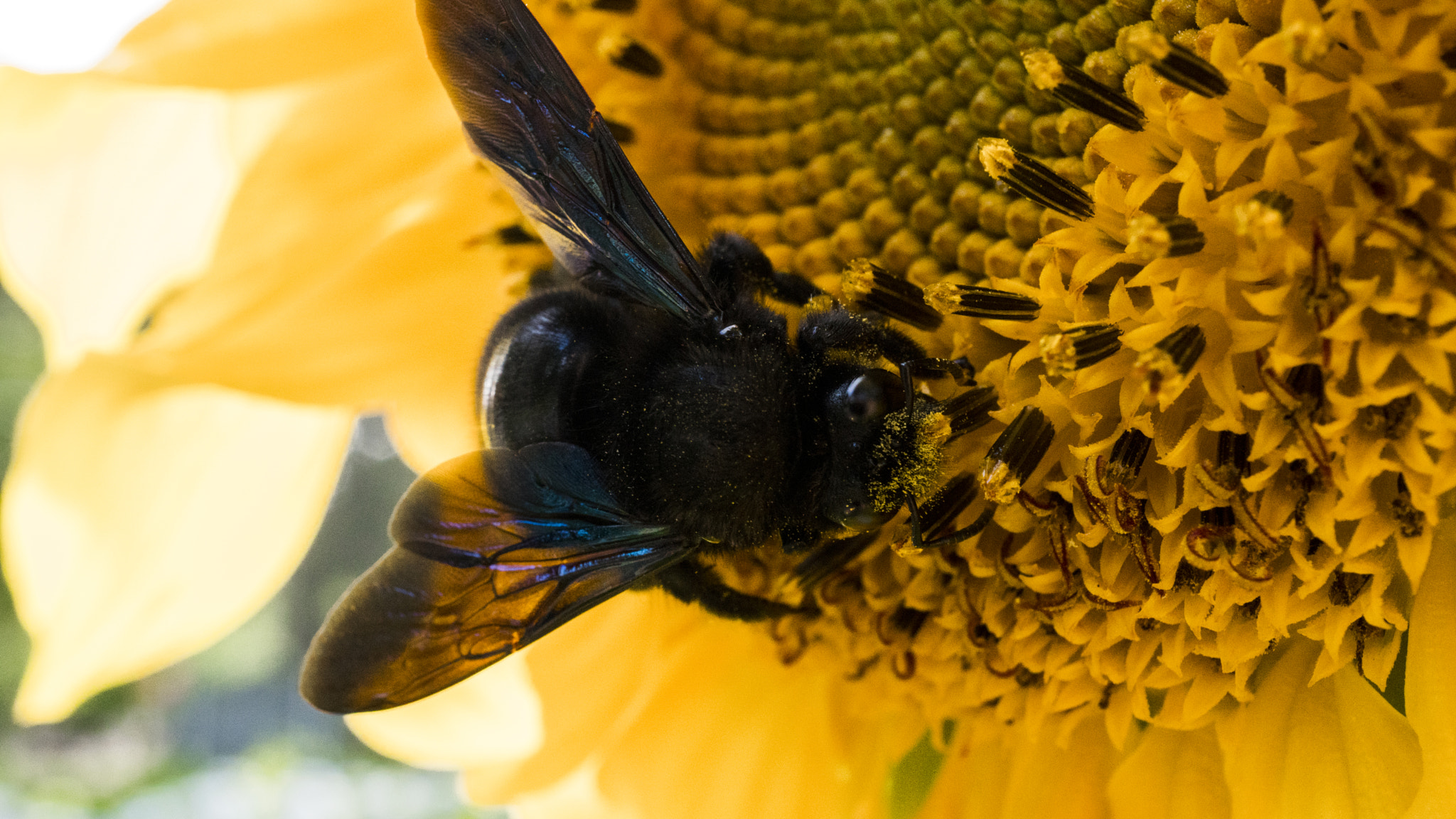 Sony a6300 + Sony E 30mm F3.5 Macro sample photo. Nom nom nom nom nom photography