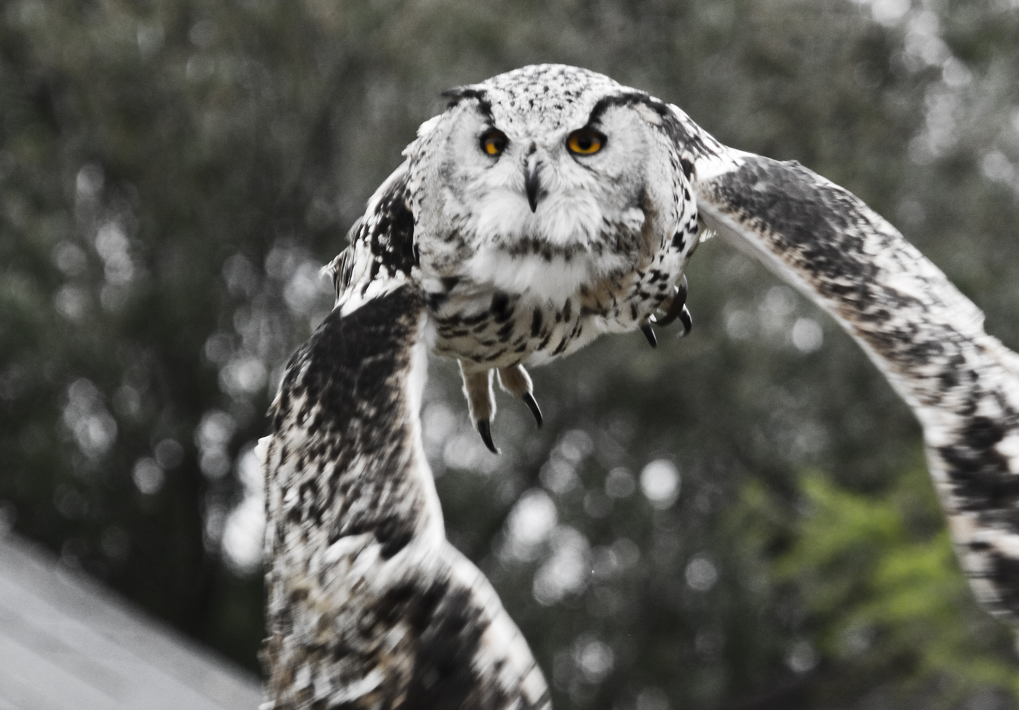 Canon EOS 450D (EOS Rebel XSi / EOS Kiss X2) sample photo. Siberian eagle owl photography