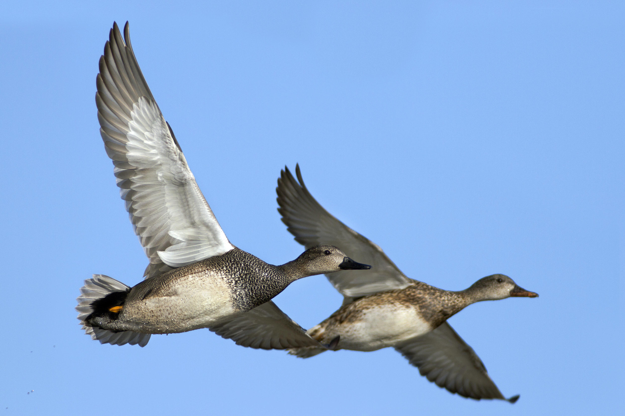 Canon EOS 7D + Canon EF 300mm f/2.8L + 2x sample photo. Gadwalls photography