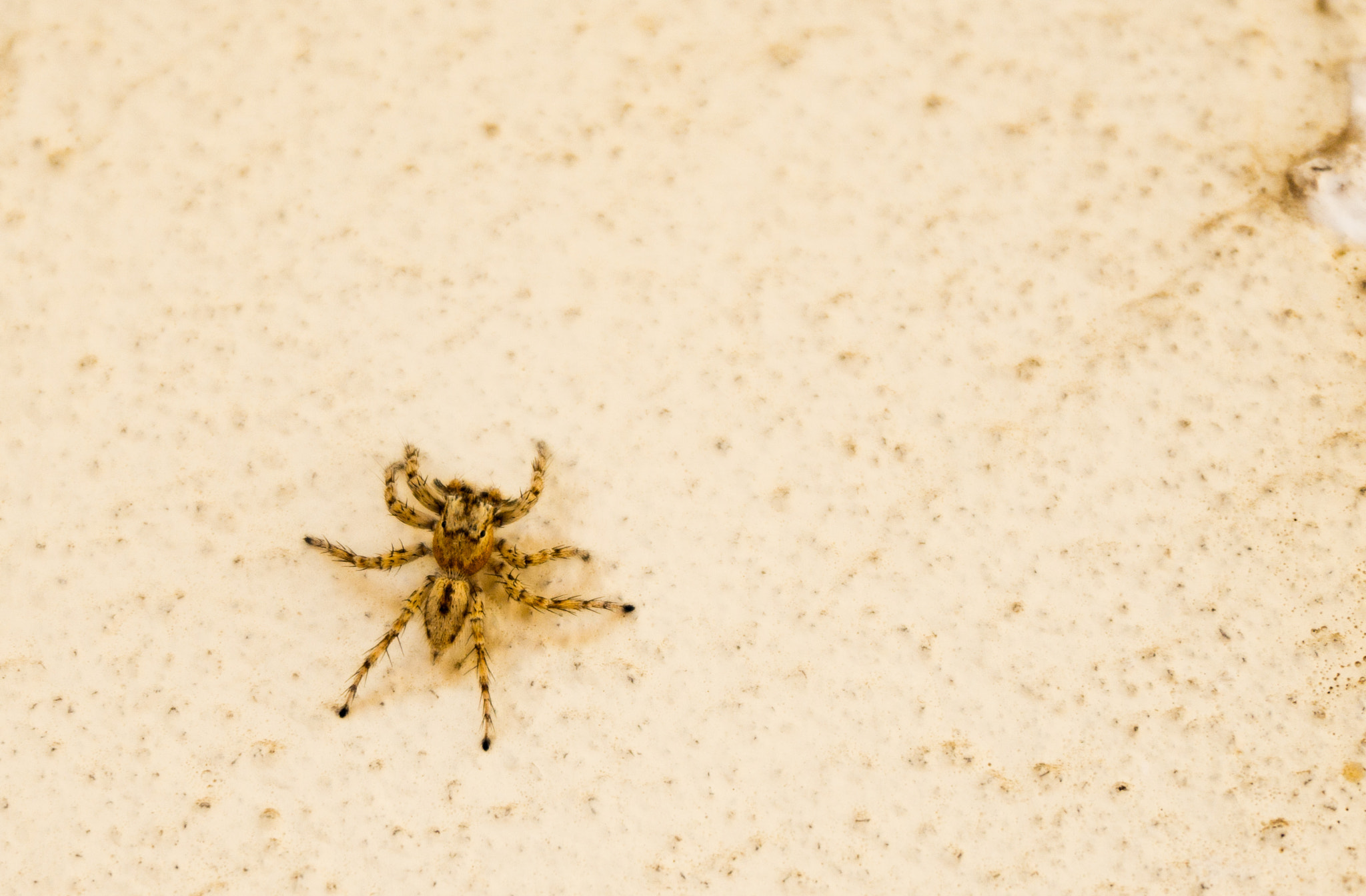 Spidy