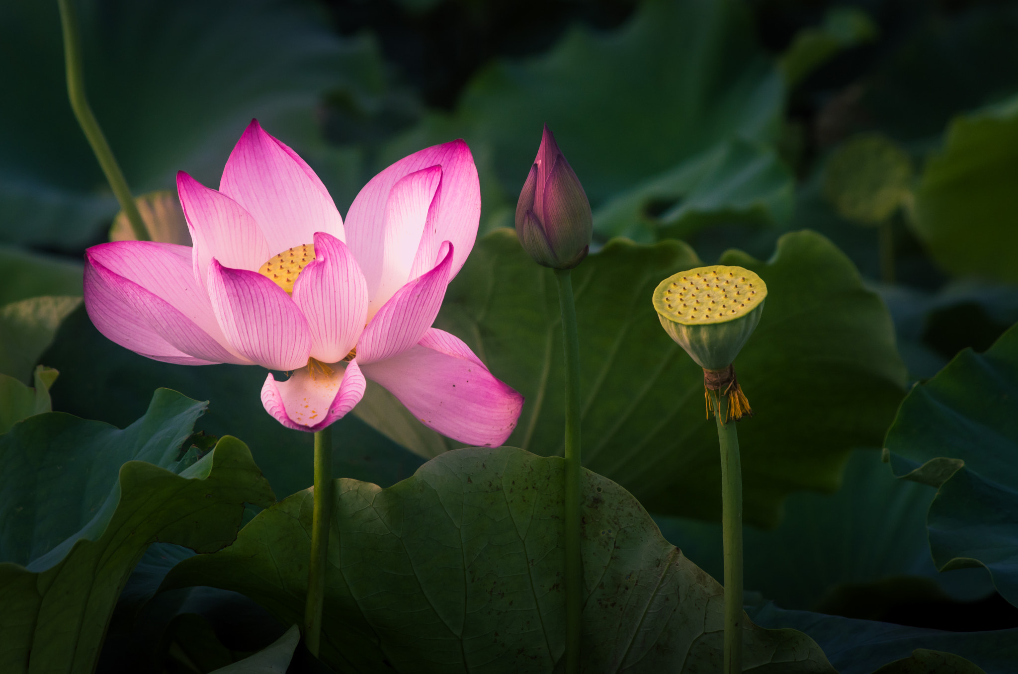 Pentax smc DA 55-300mm F4.0-5.8 ED sample photo. Igp photography