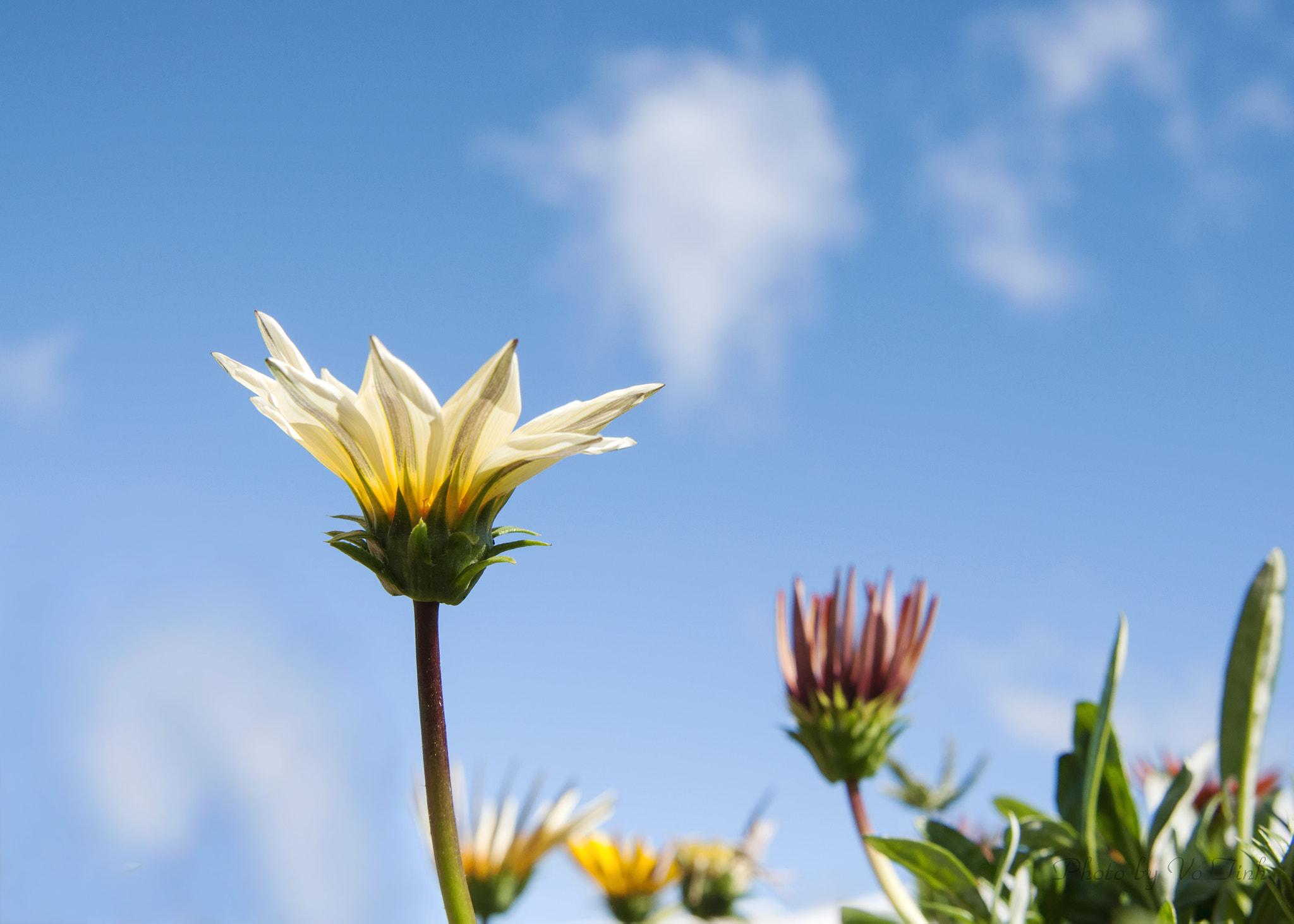 Nikon AF Nikkor 24-85mm F2.8-4D IF sample photo. Gazania mix photography