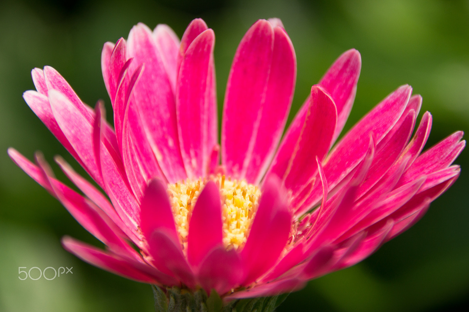 Sigma 18-250mm F3.5-6.3 DC OS HSM sample photo. Daisy 3 photography