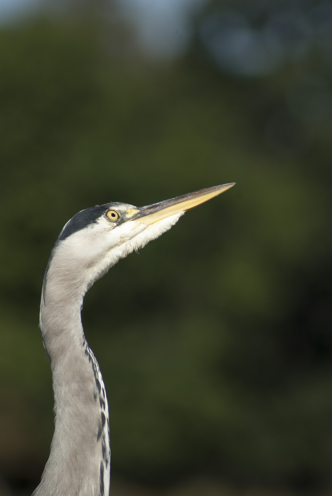 Tamron AF 70-300mm F4-5.6 Di LD Macro sample photo. Heron knows all by darren johnson photography
