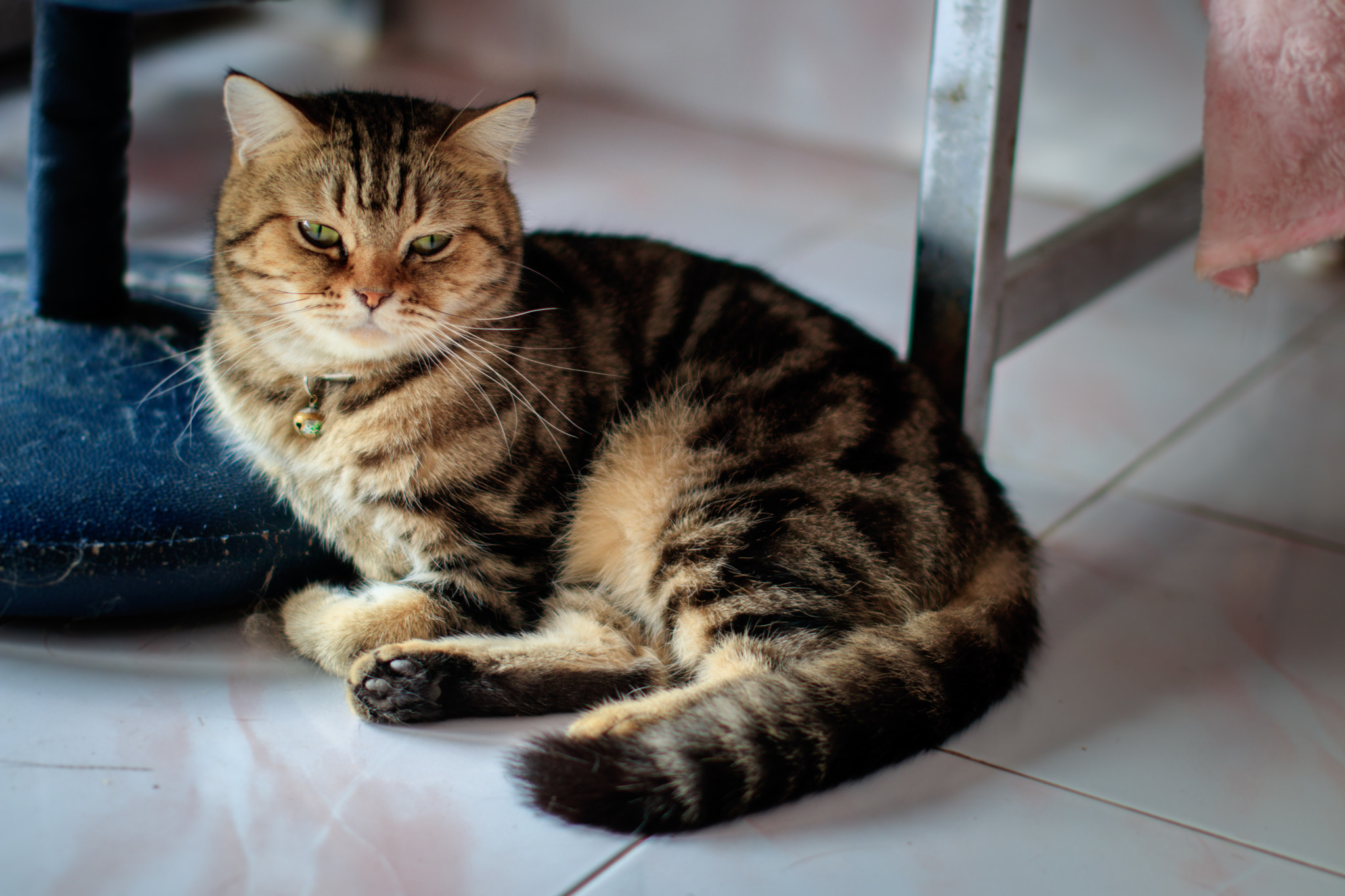 Sigma 50mm F1.4 EX DG HSM sample photo. Cat photography