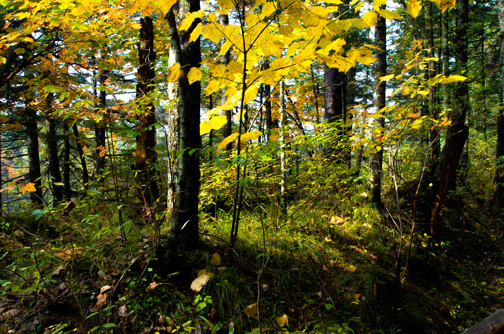 Pentax K-50 sample photo. Just tree photography
