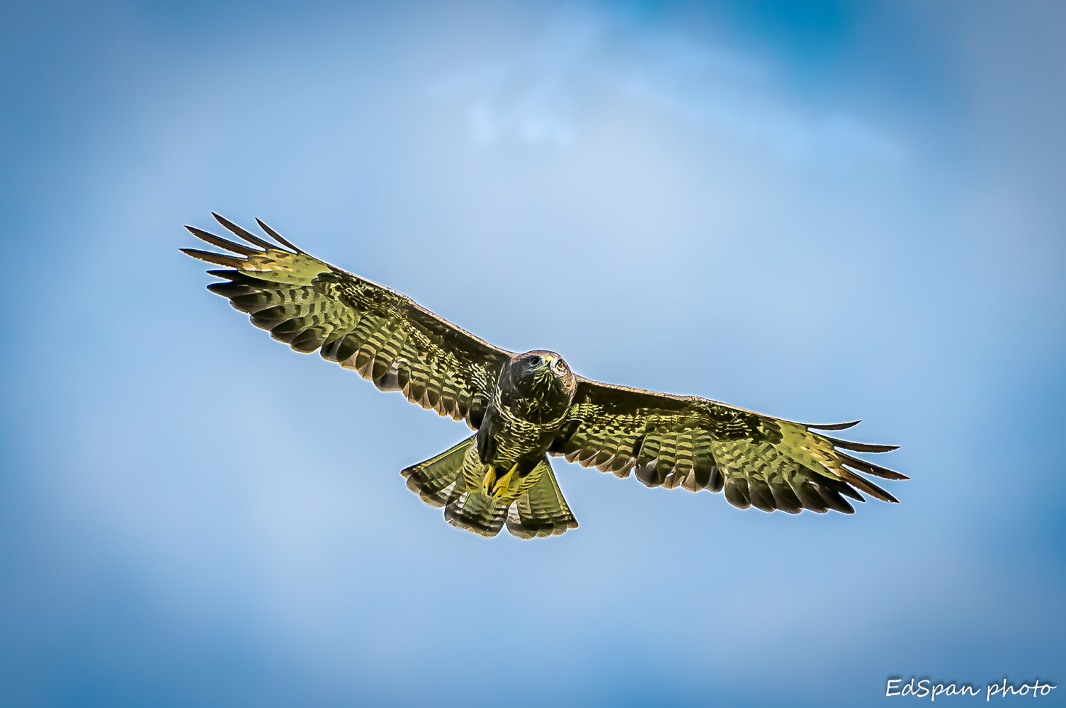 Sigma 70-200mm F2.8 EX DG OS HSM sample photo. In flight photography