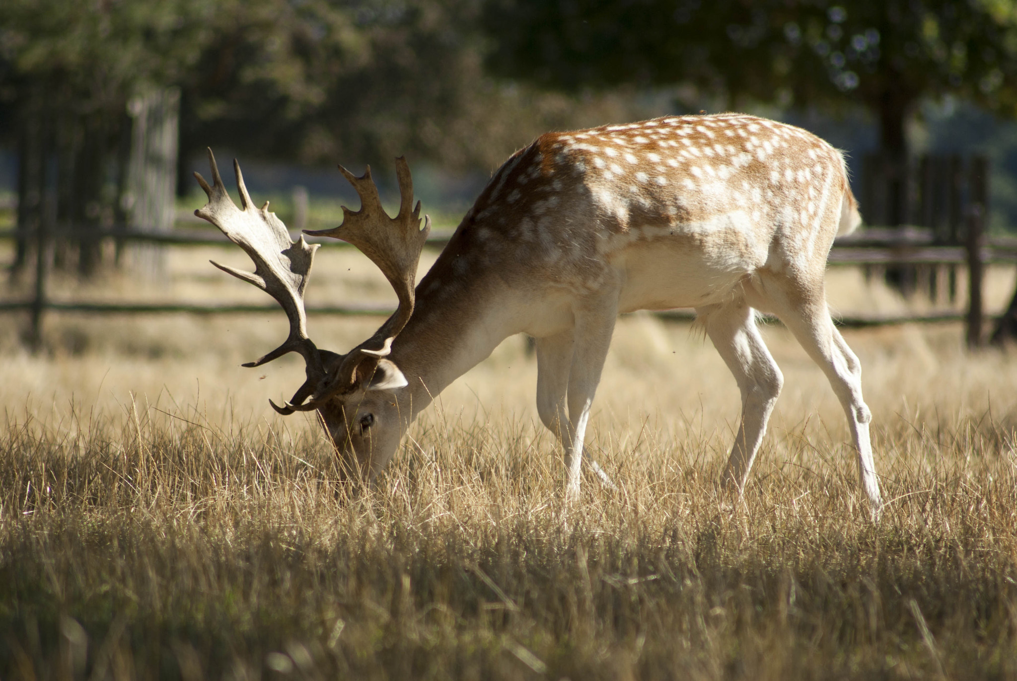 Pentax K10D sample photo. Stag in bushy park by darren johnson photography