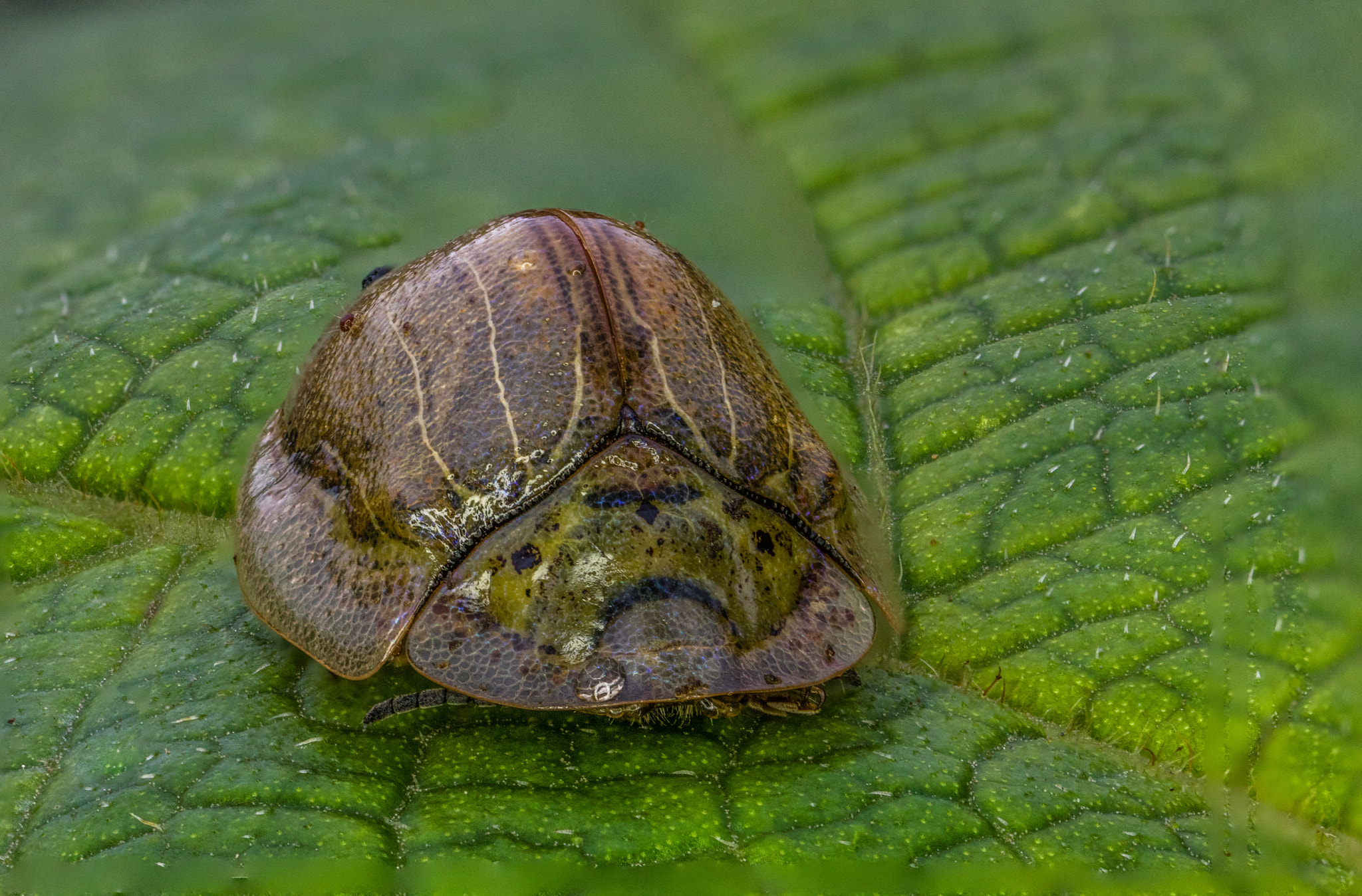 Canon MP-E 65mm F2.5 1-5x Macro Photo sample photo. Physonota photography