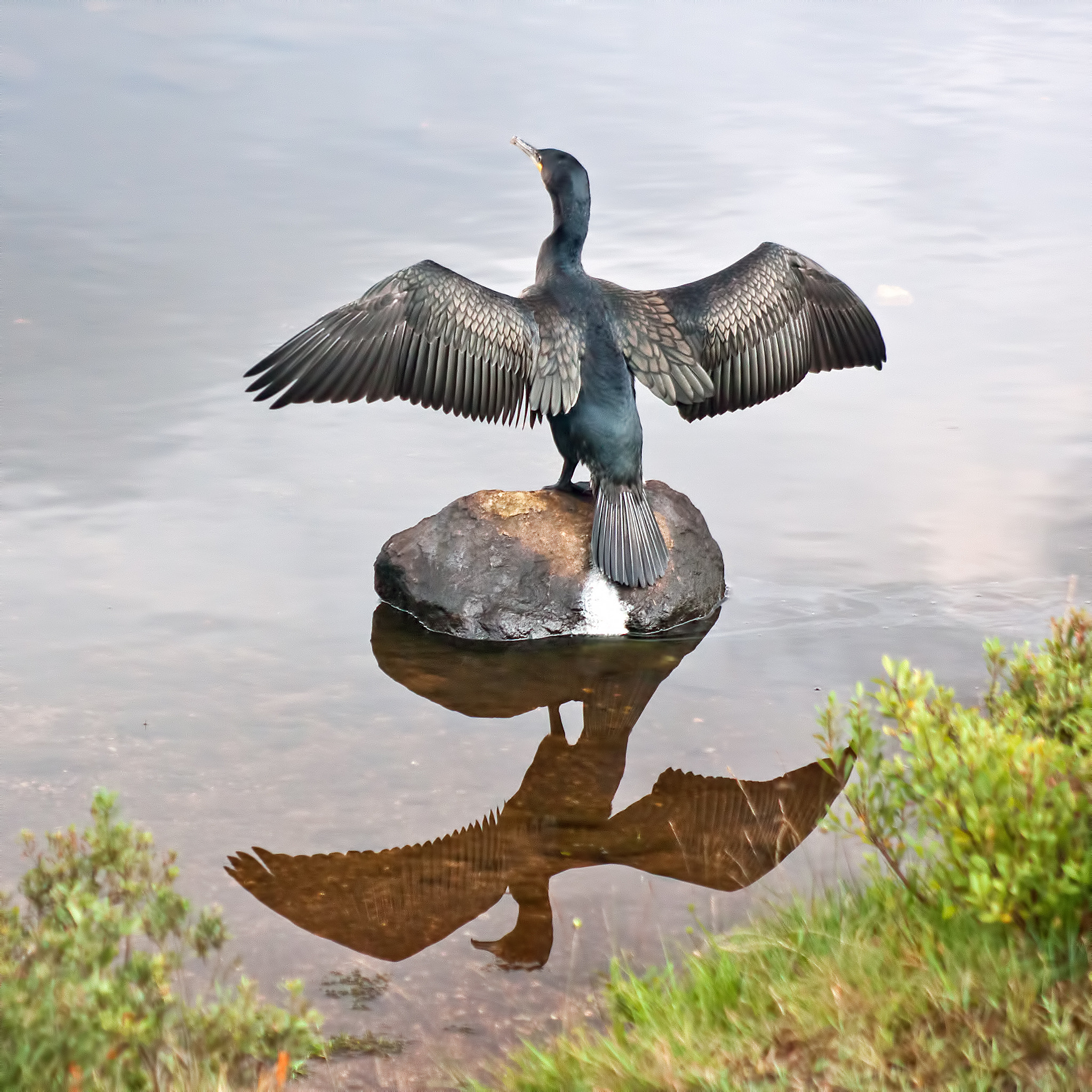 Canon EOS 40D sample photo. Cormorant (phalacrocorax carbo) photography