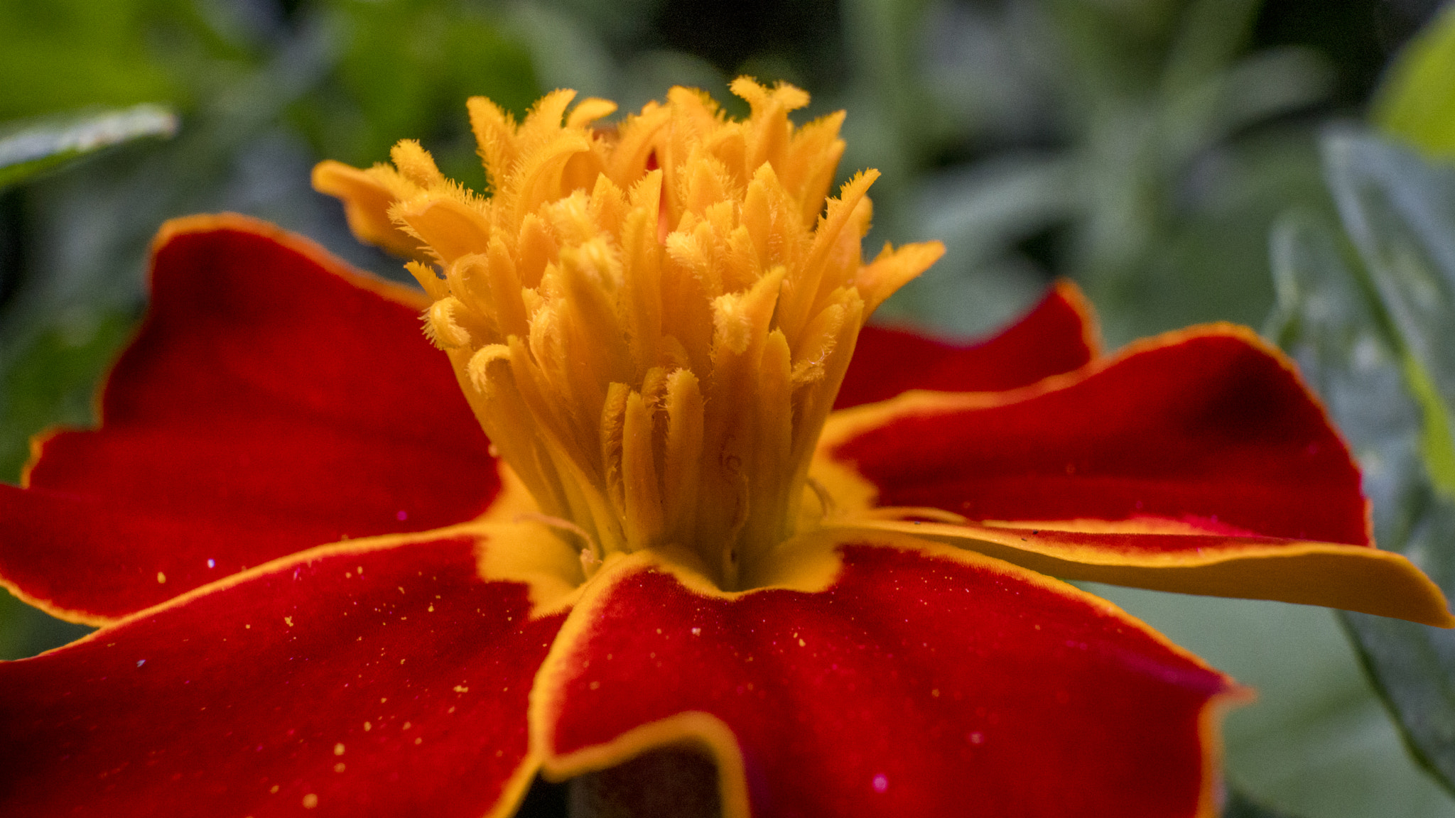 Sony a6300 + Sony E 30mm F3.5 Macro sample photo. Let's draw a straw photography