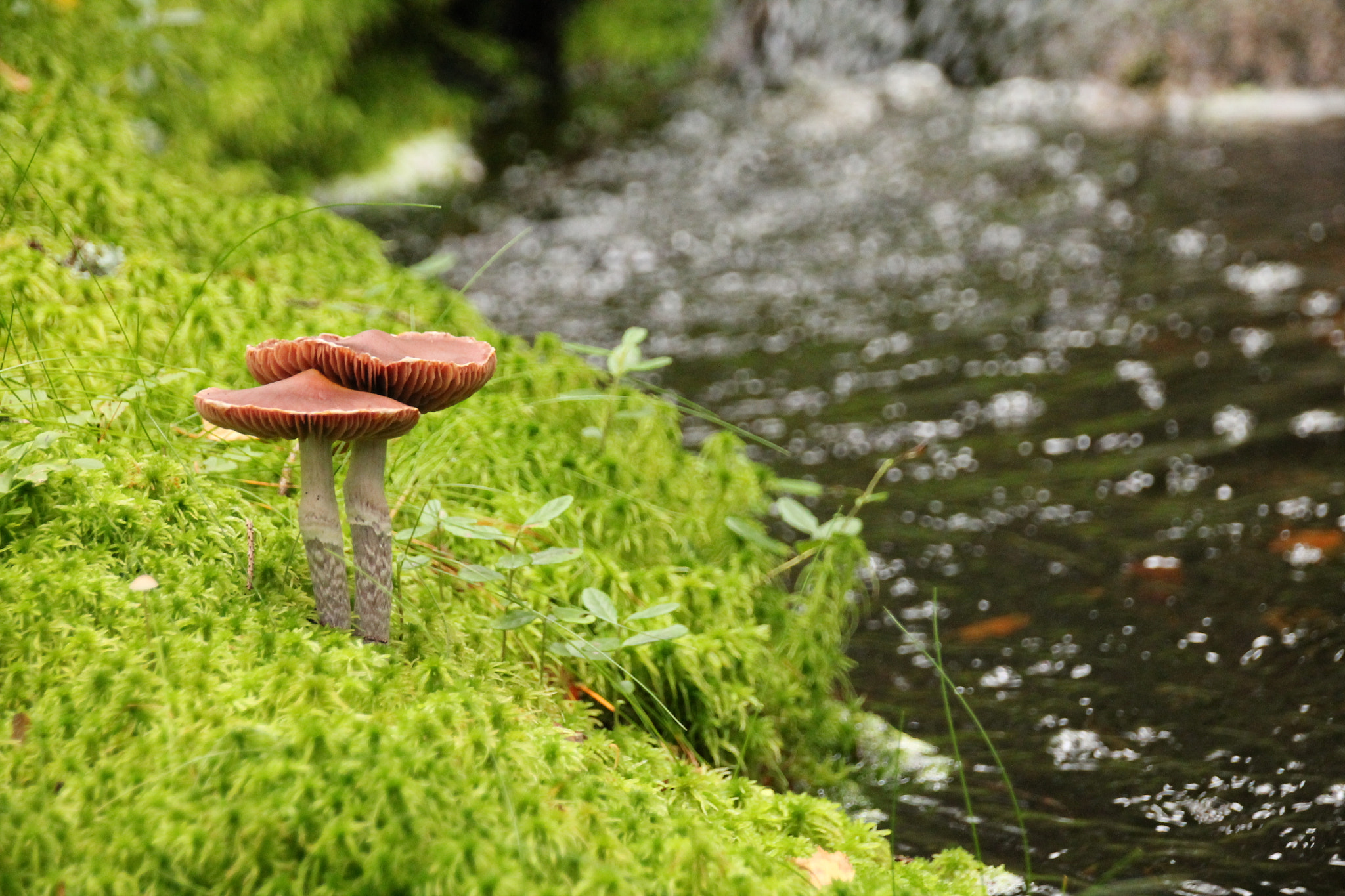 Sigma 18-250mm F3.5-6.3 DC OS HSM sample photo. Mushroom lighthouse photography
