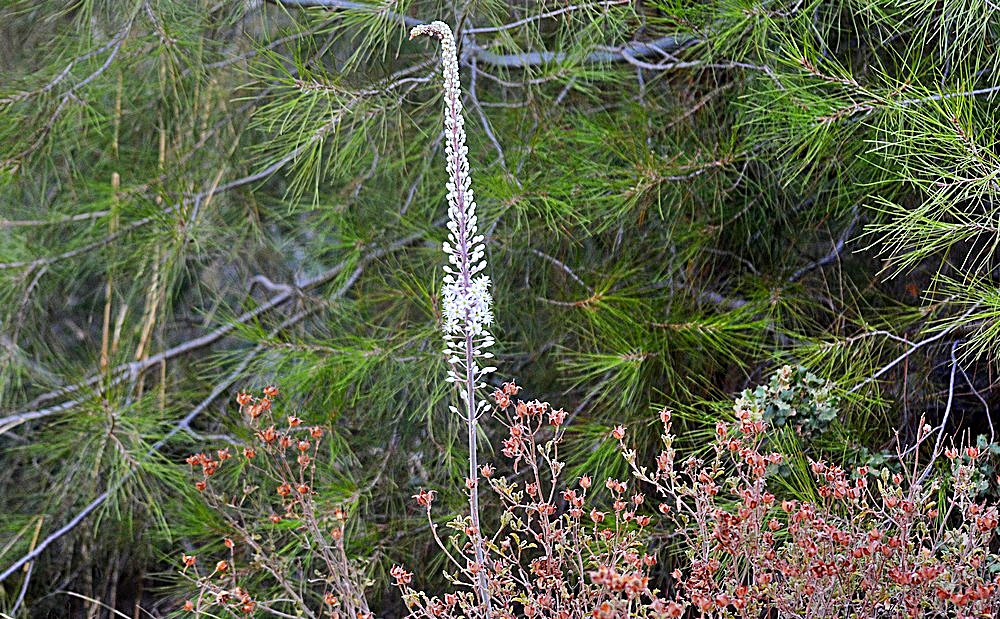 Sigma 70-300mm F4-5.6 APO Macro Super II sample photo. Septembre - nature - detail photography