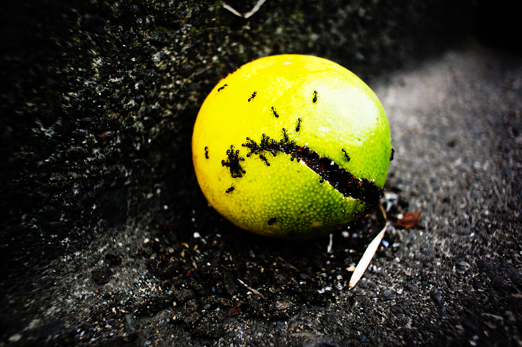 Nikon 1 V2 sample photo. Ants photography