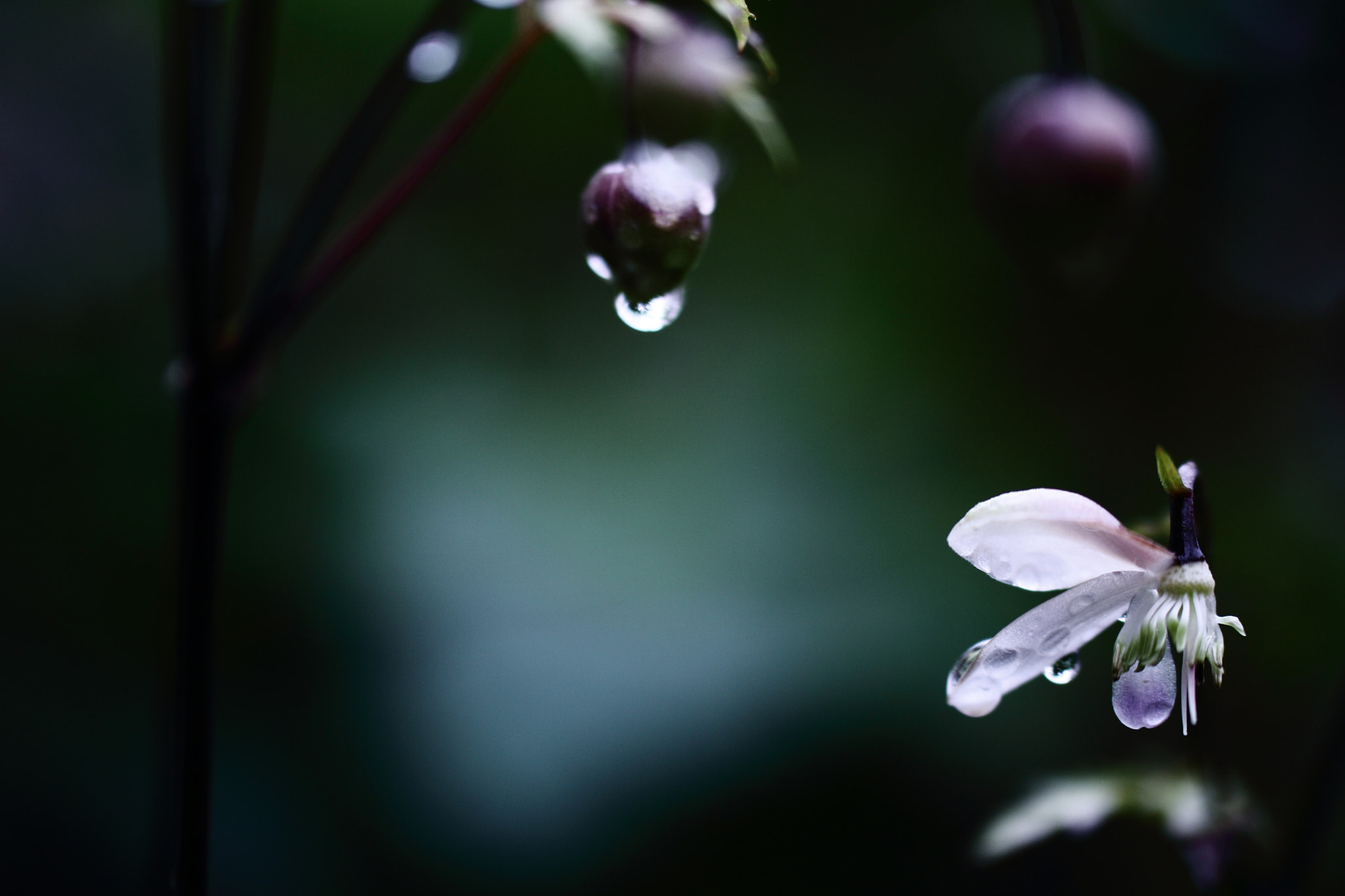 Canon EOS 60D + Tamron SP AF 60mm F2 Di II LD IF Macro sample photo. The end of summer photography