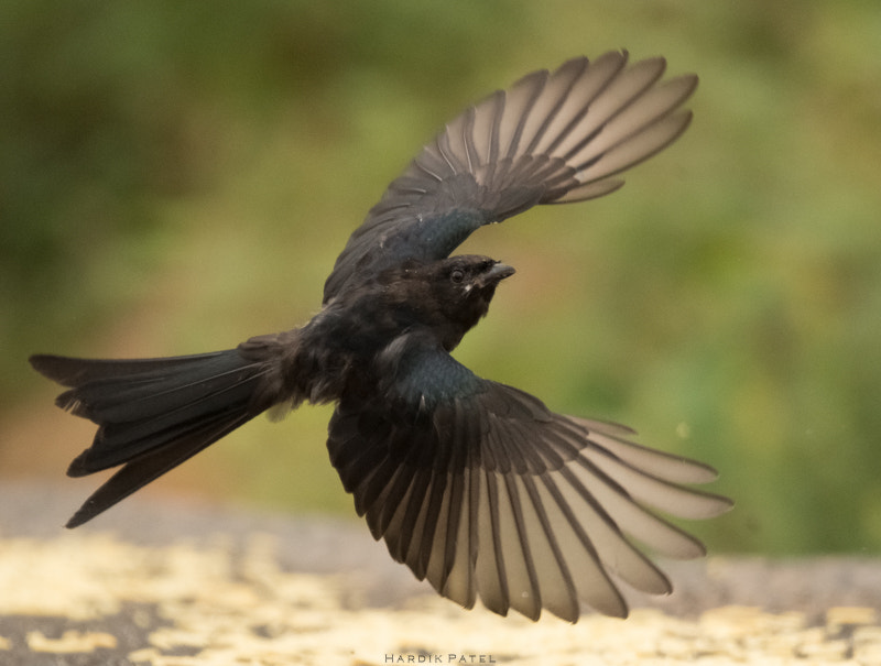Nikon D5 sample photo. The flight photography