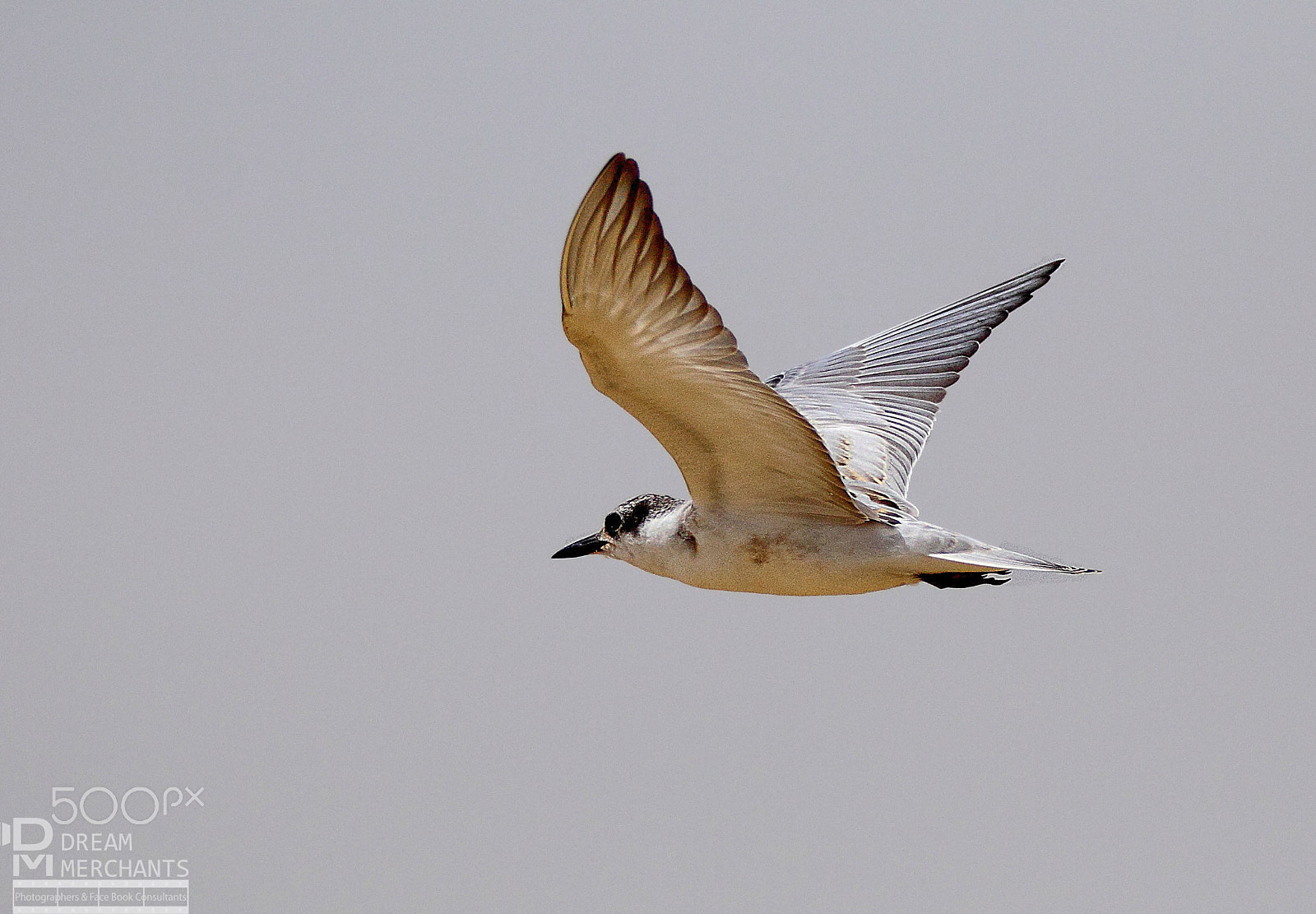 Canon EOS 60D sample photo. Tern in flight photography