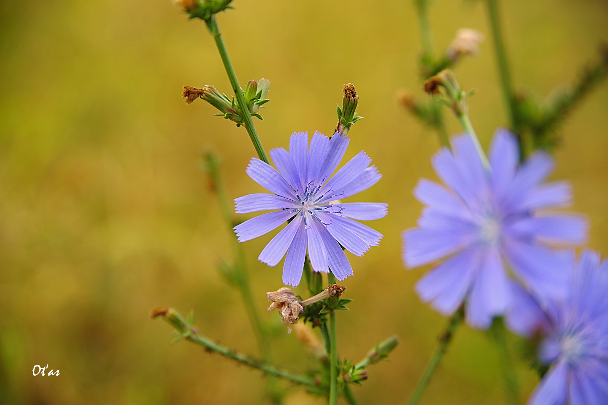 Pentax K-1 sample photo. Chicory iii photography