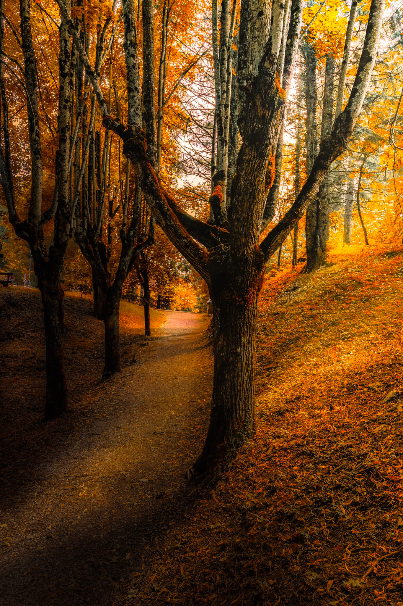 Tokina AT-X 11-20mm F2.8 PRO DX sample photo. Path into autumn photography